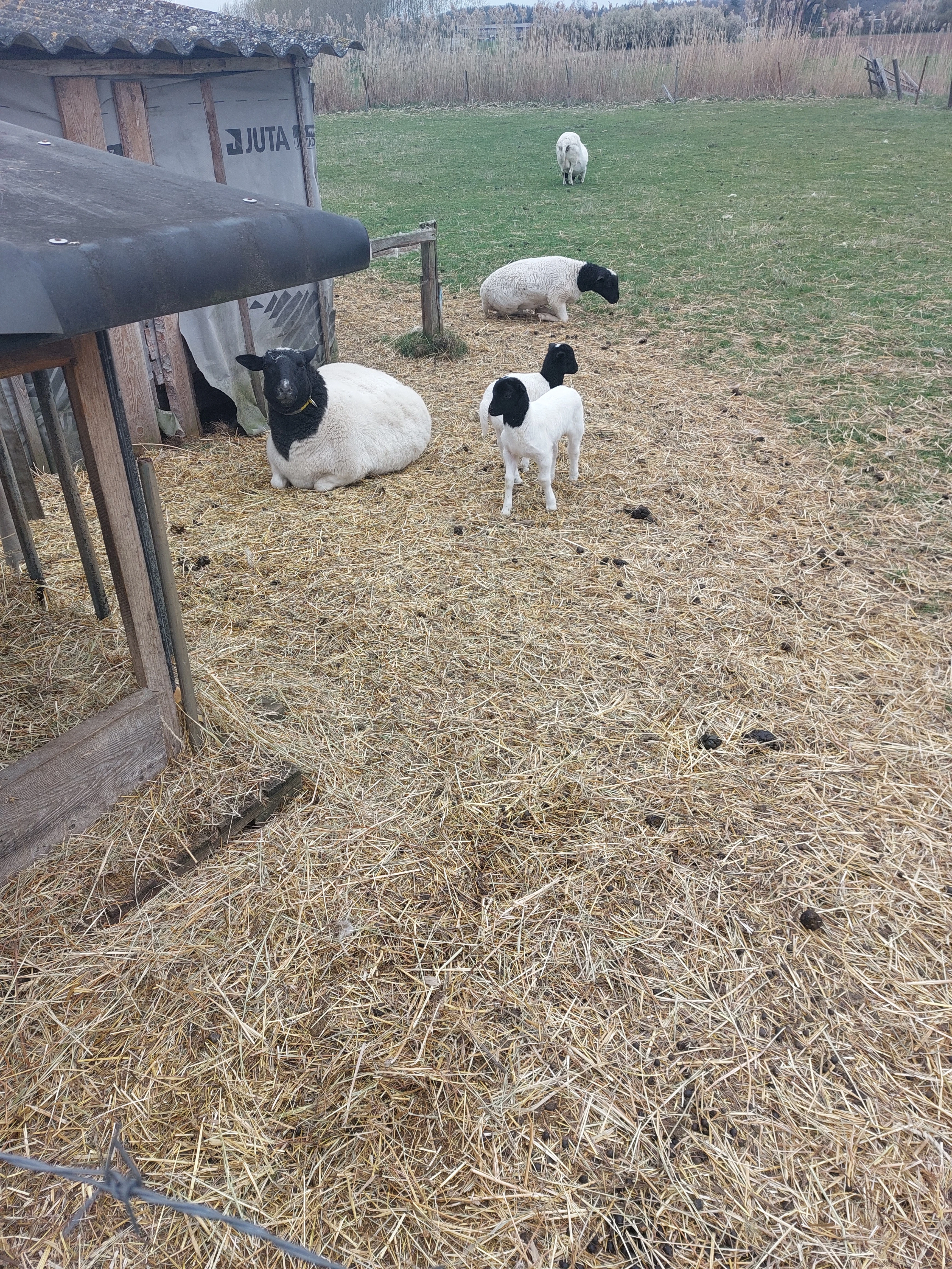 Prodám beránka Dorper