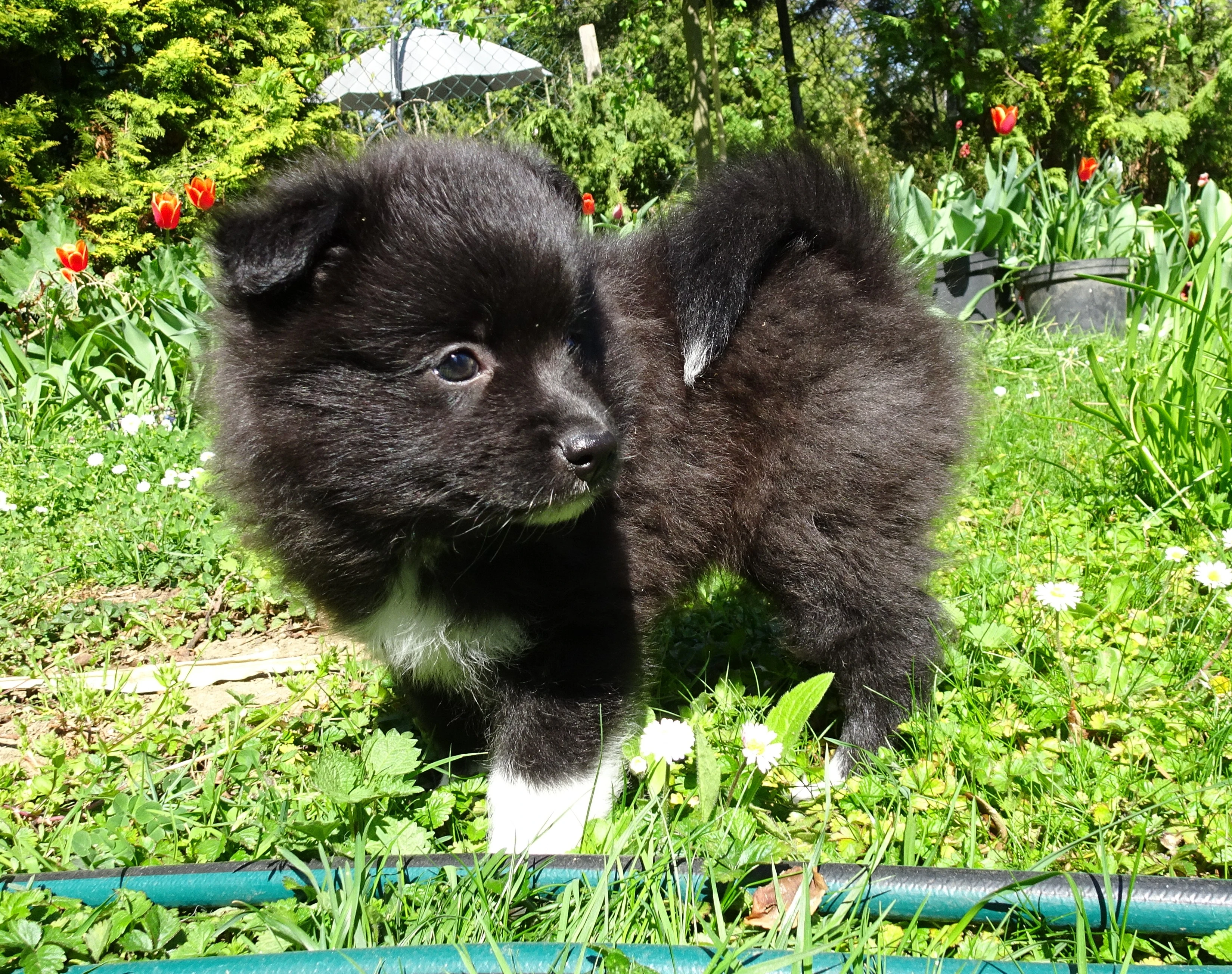 Štěně středního špice