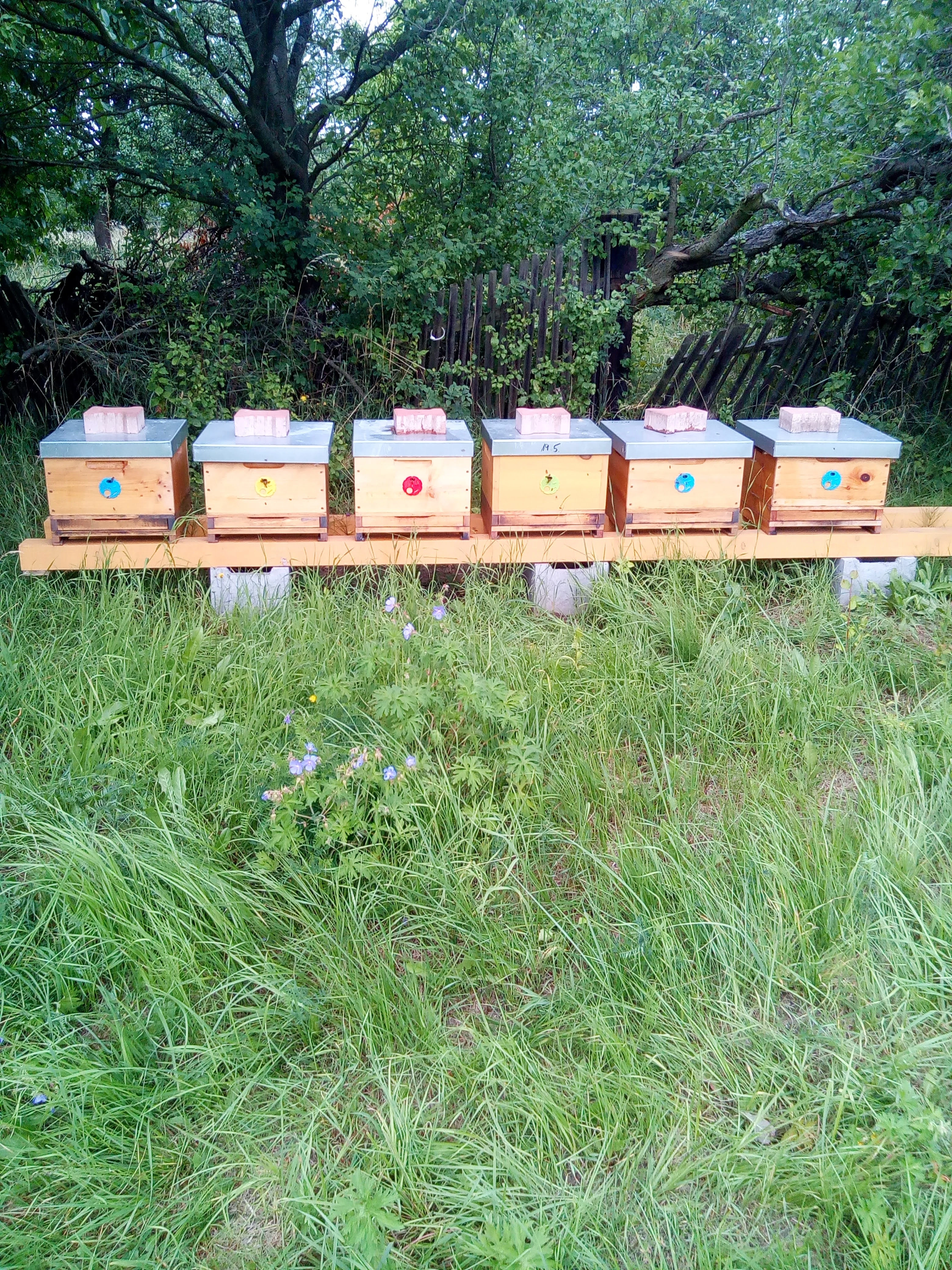 Vyzimovaná včelstva