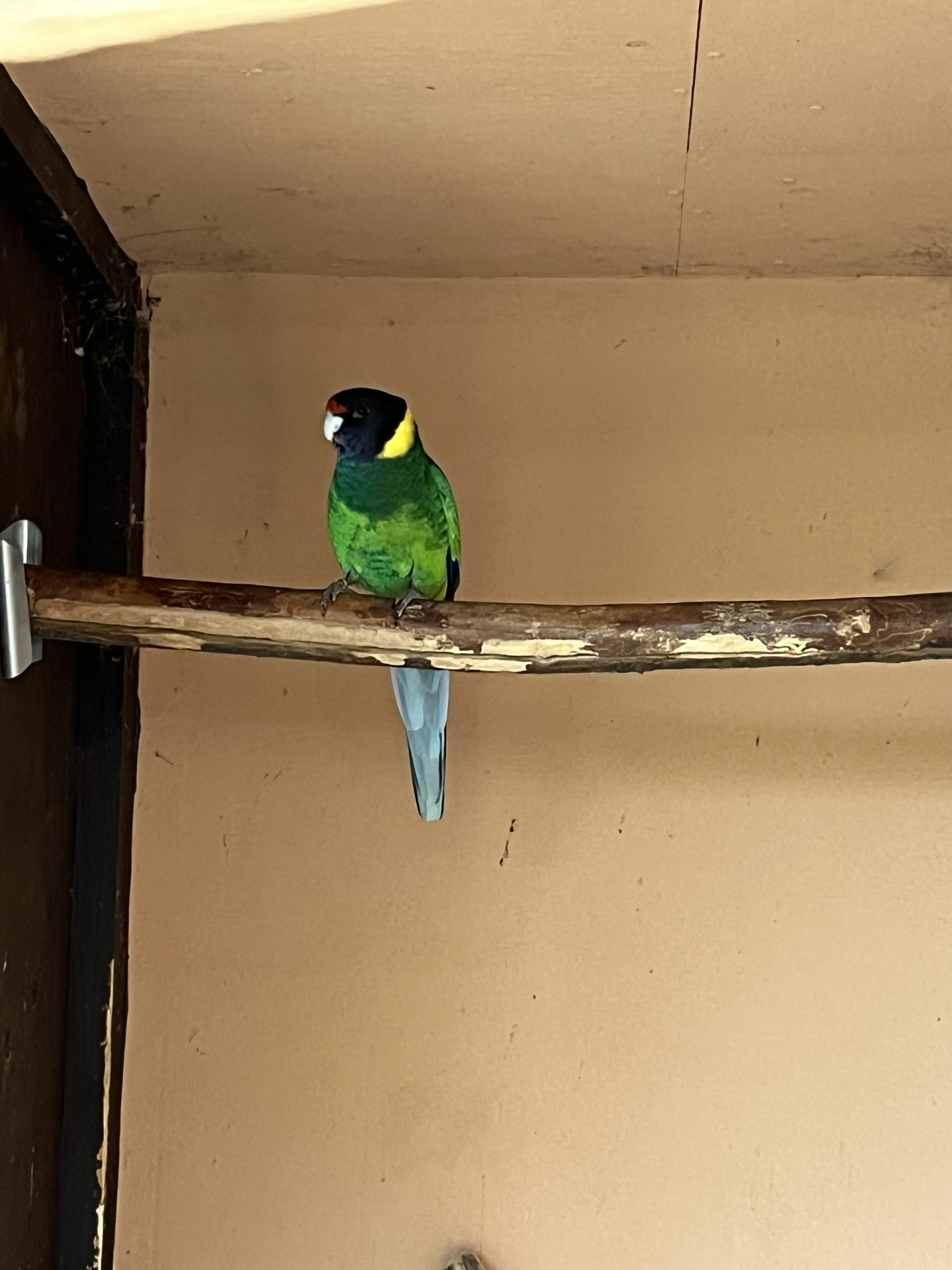 Samice Barnarda límcového