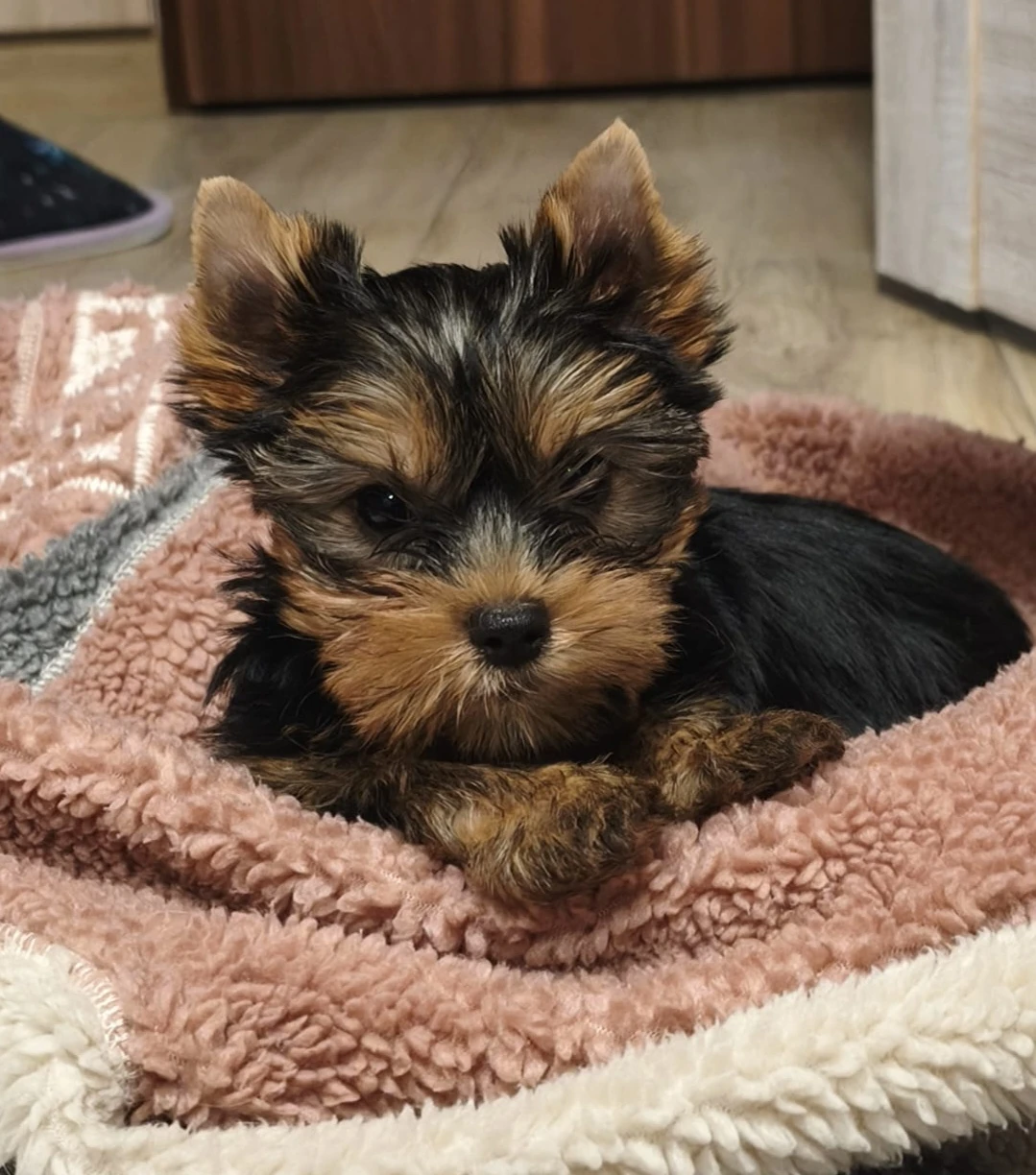 Jorkšírský teriér - kluci s PP FCI