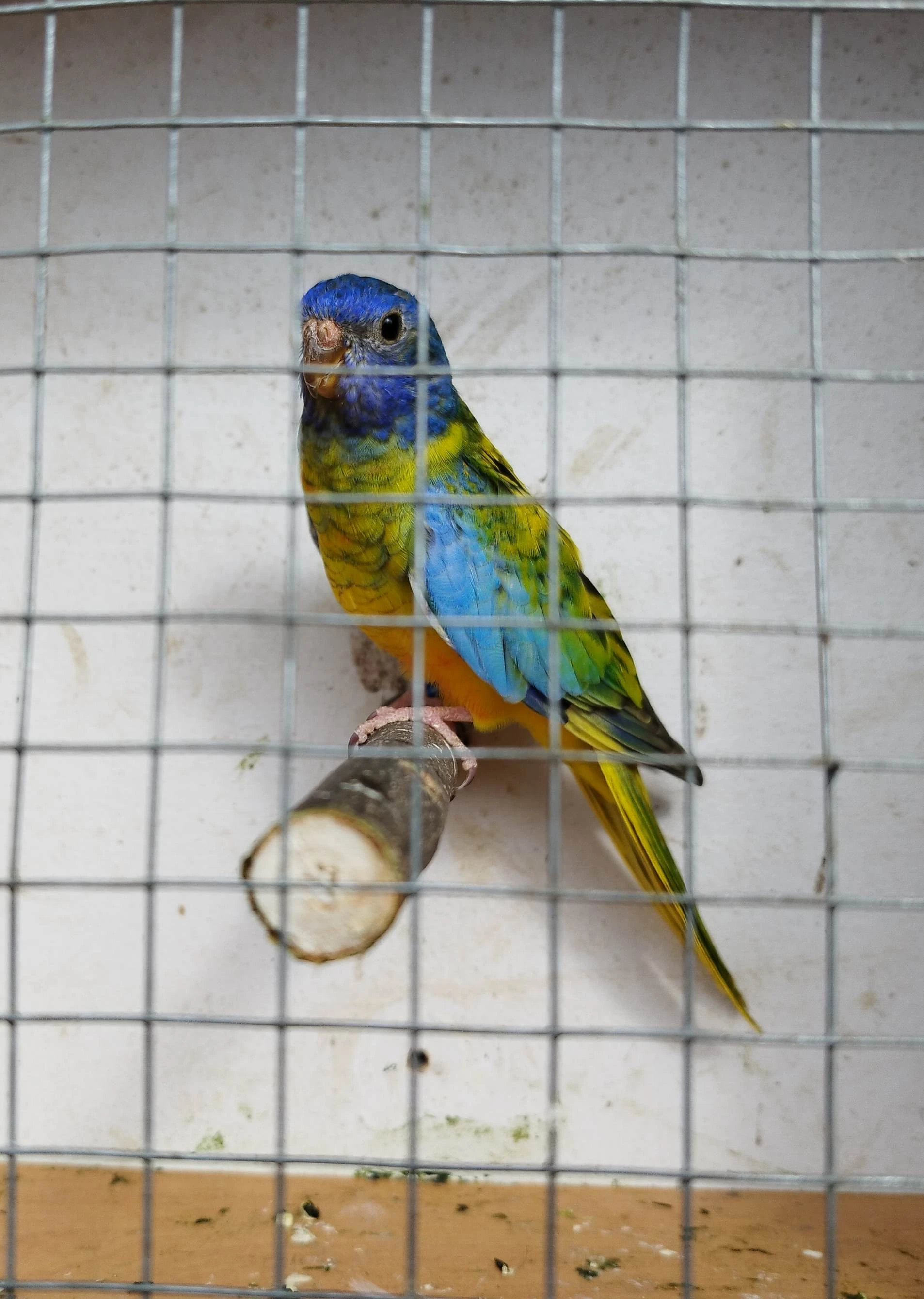 Neofema modrohlava chovna samice 23