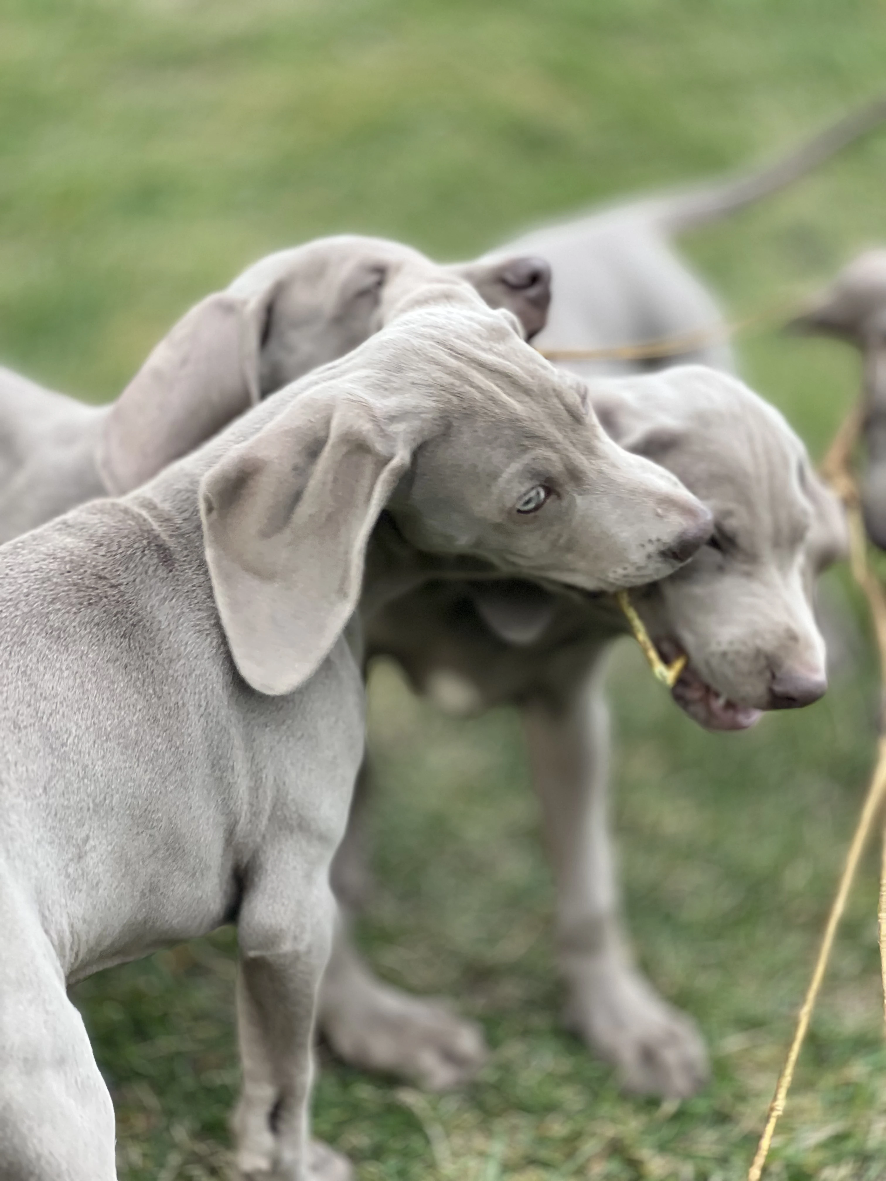 Výmarský ohař – pejsek k odběru