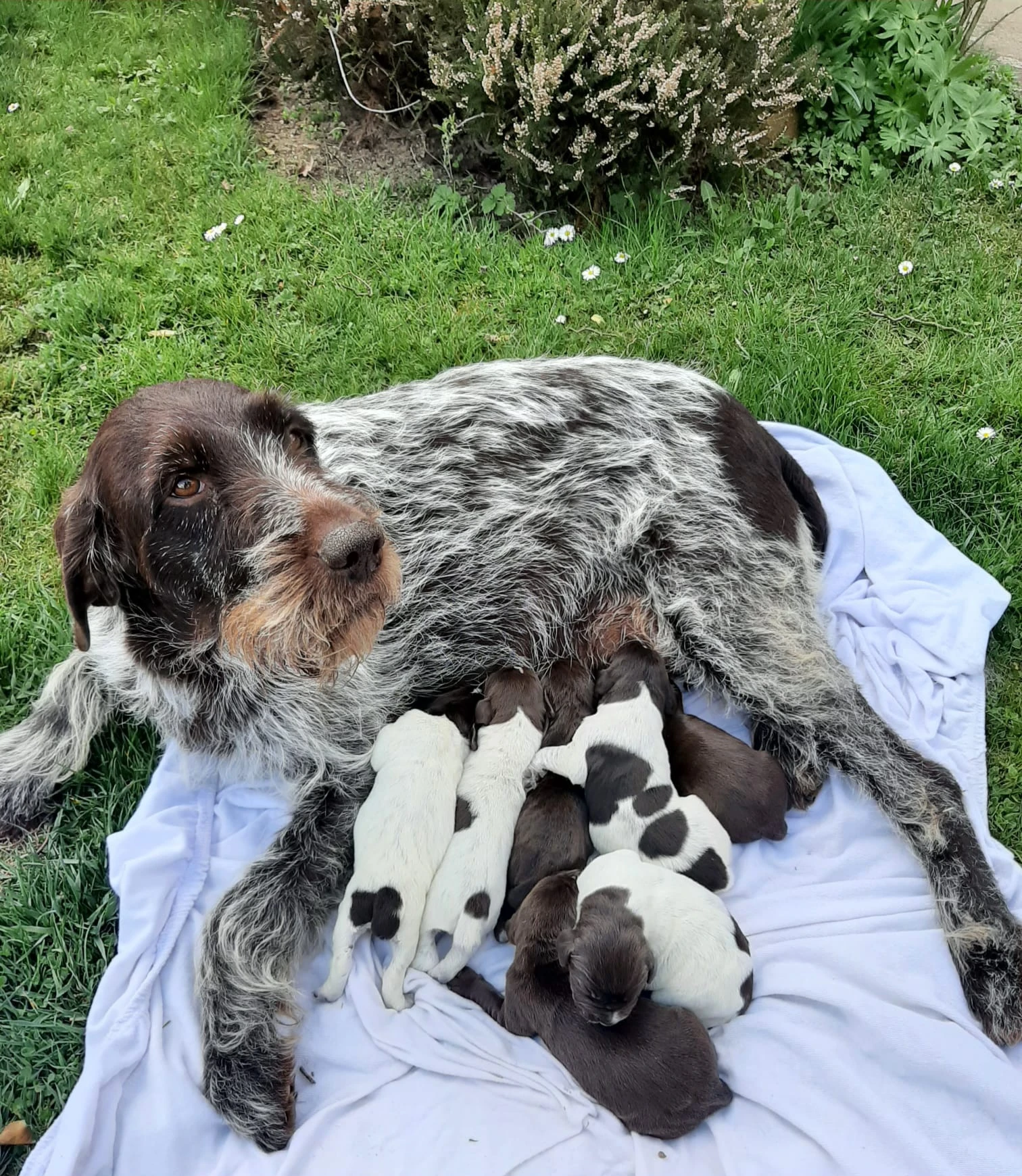 Prodám štěňata Českého fouska