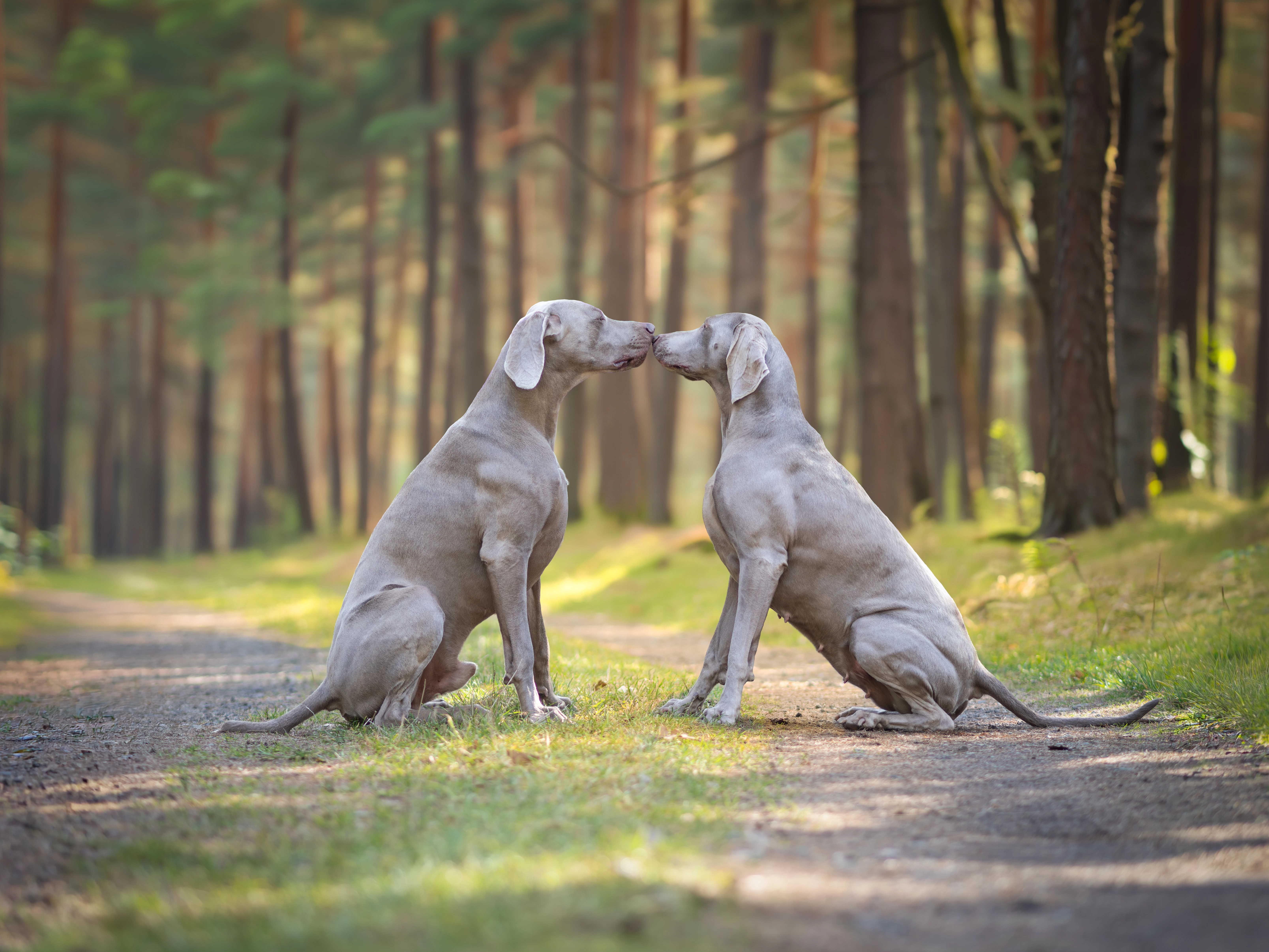 Výmarský ohař - štěně s PP