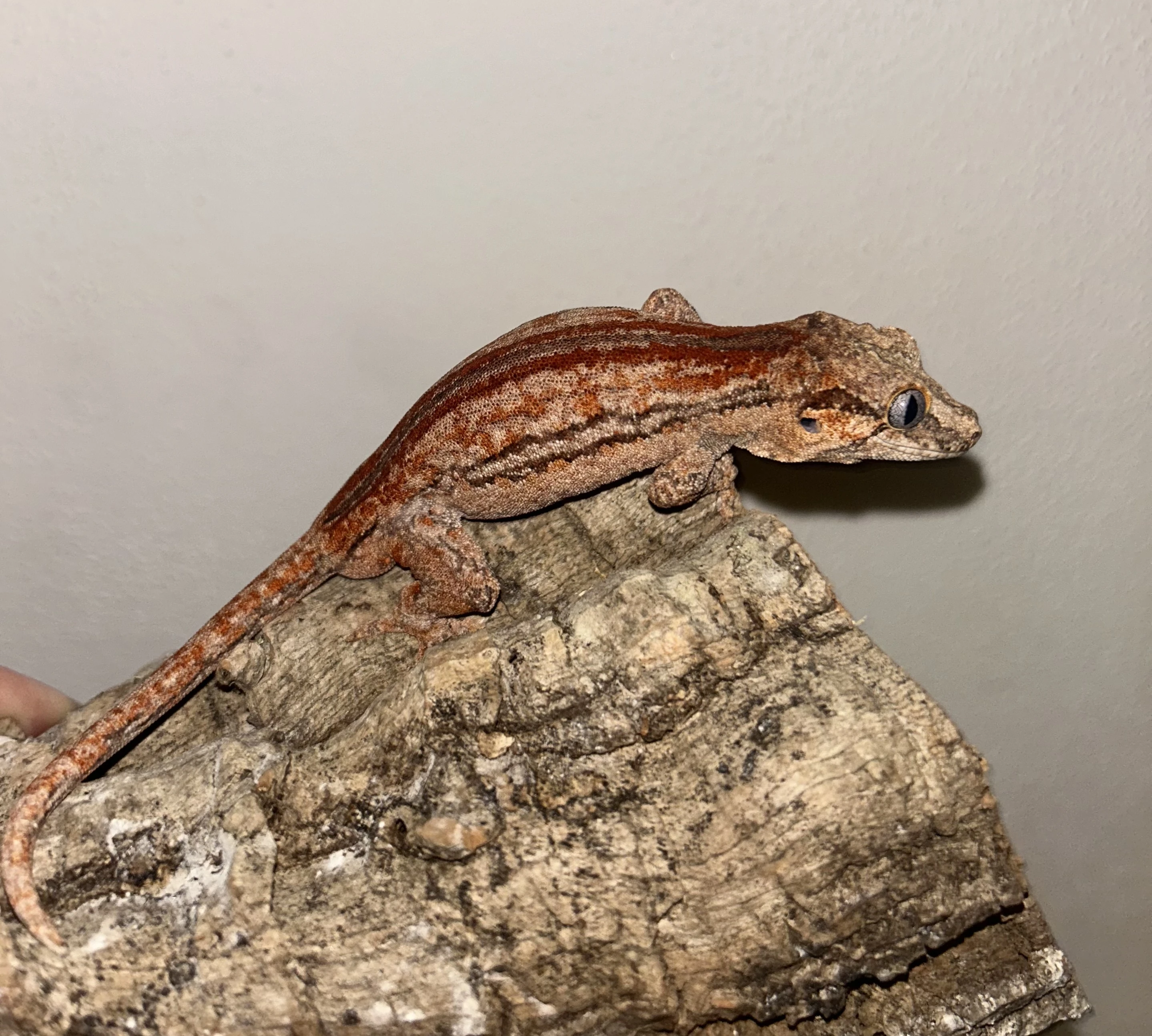 Pagekon hrbolkohlavý 1.0 (Rhacodactylus auriculatus)