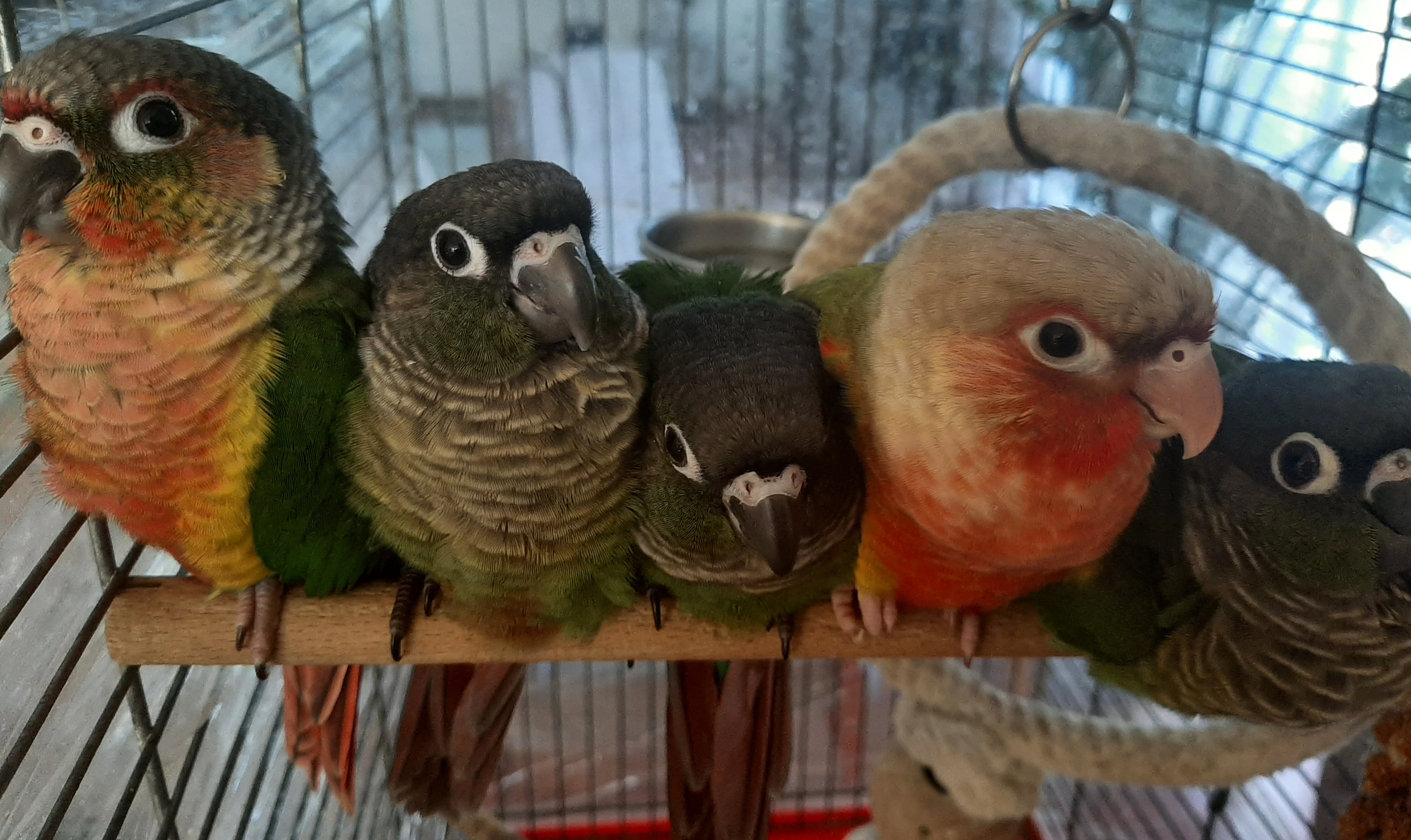 Ručně dokrmená mláďata pyrury zelenolícího