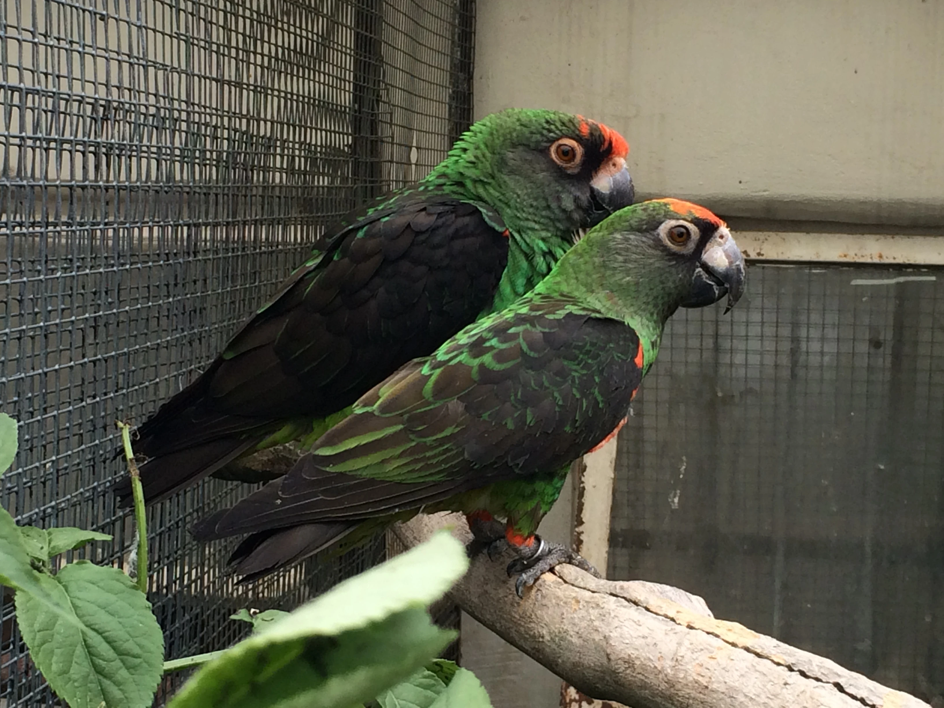 Nabízím chovného samce konžského ssp. gulielmi