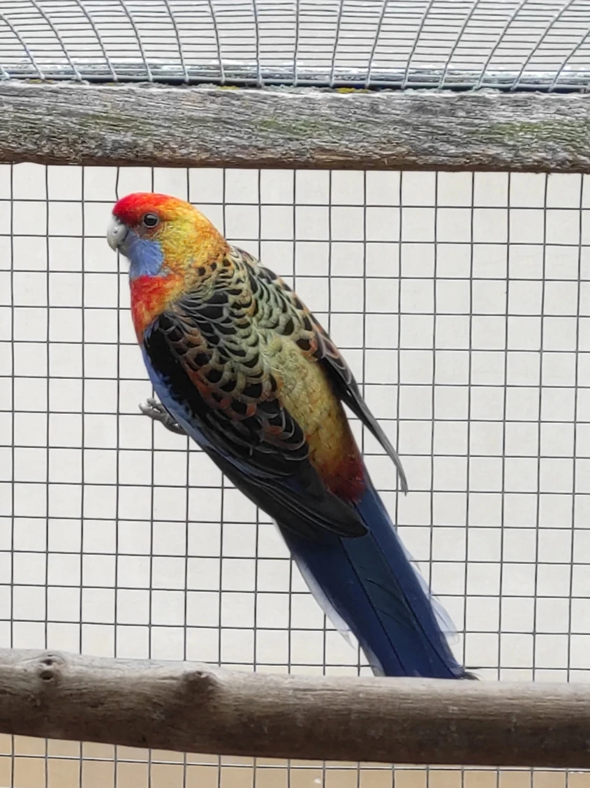 Prodám rosele Adelaidské