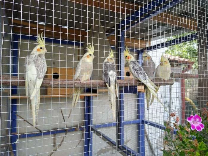 Daruji loňské mládě korely s drobnou vadou nohy