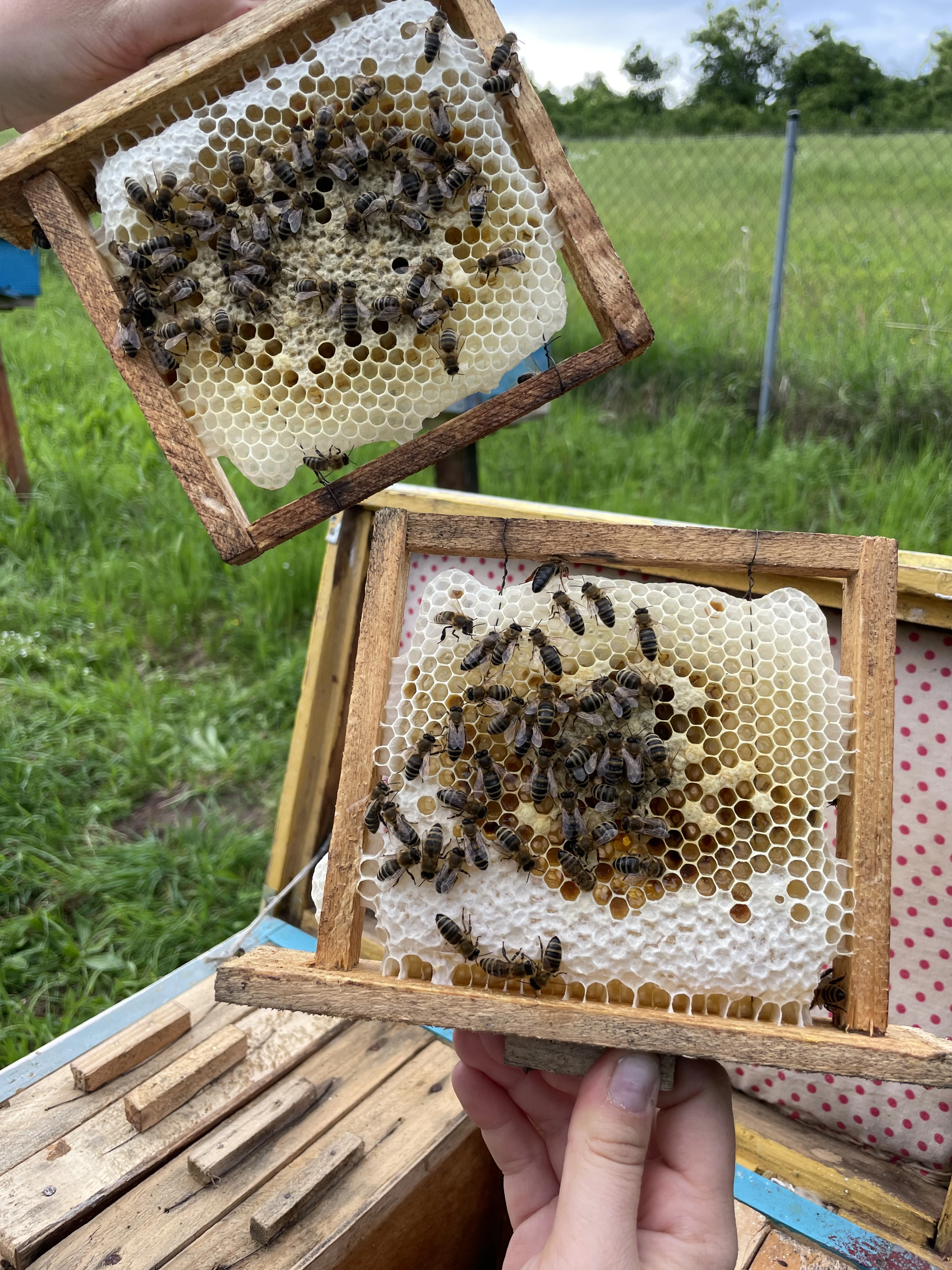 Včelí matky 2026- vysoký medový vynos