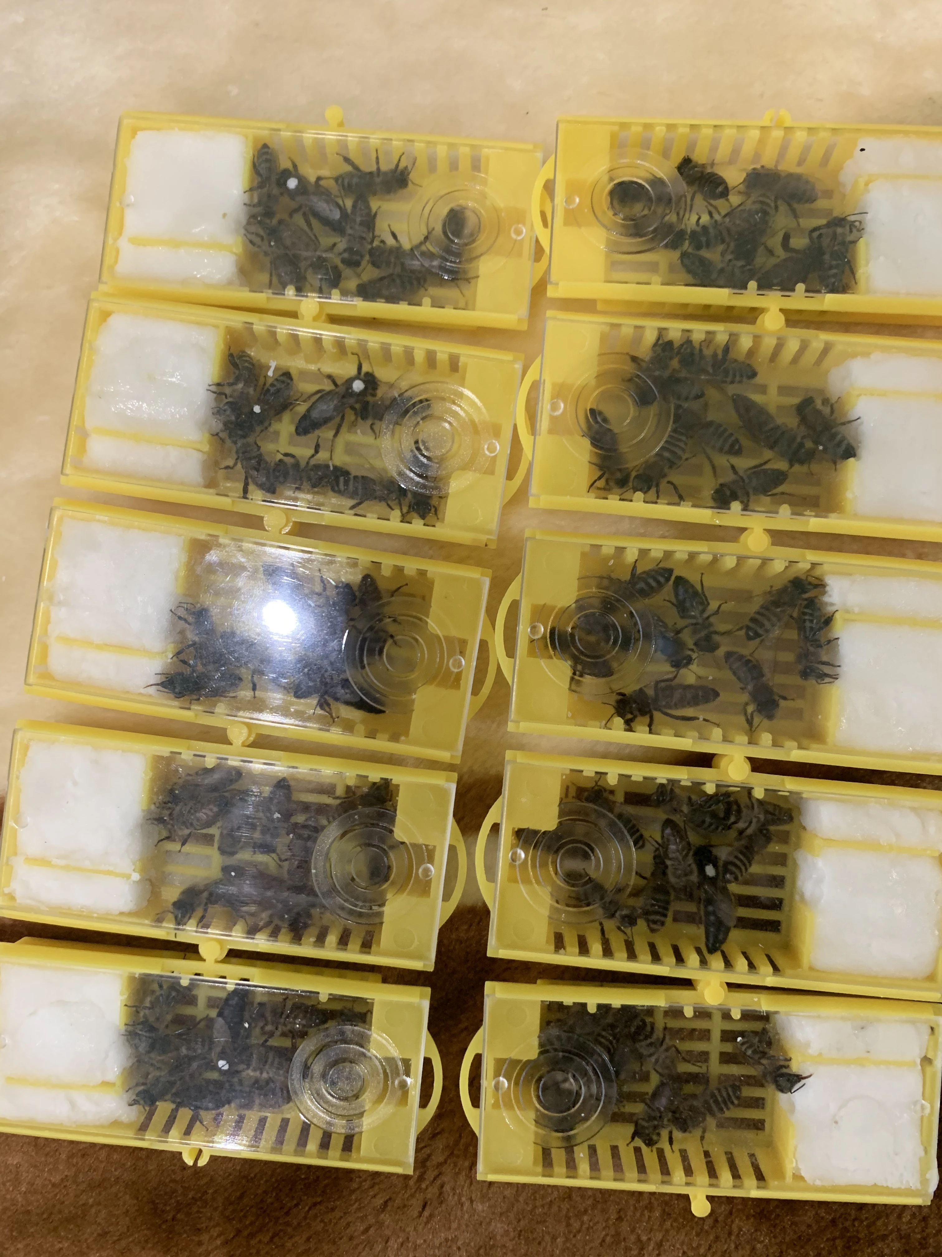 Včelí matky Karpatka sezona - 2026