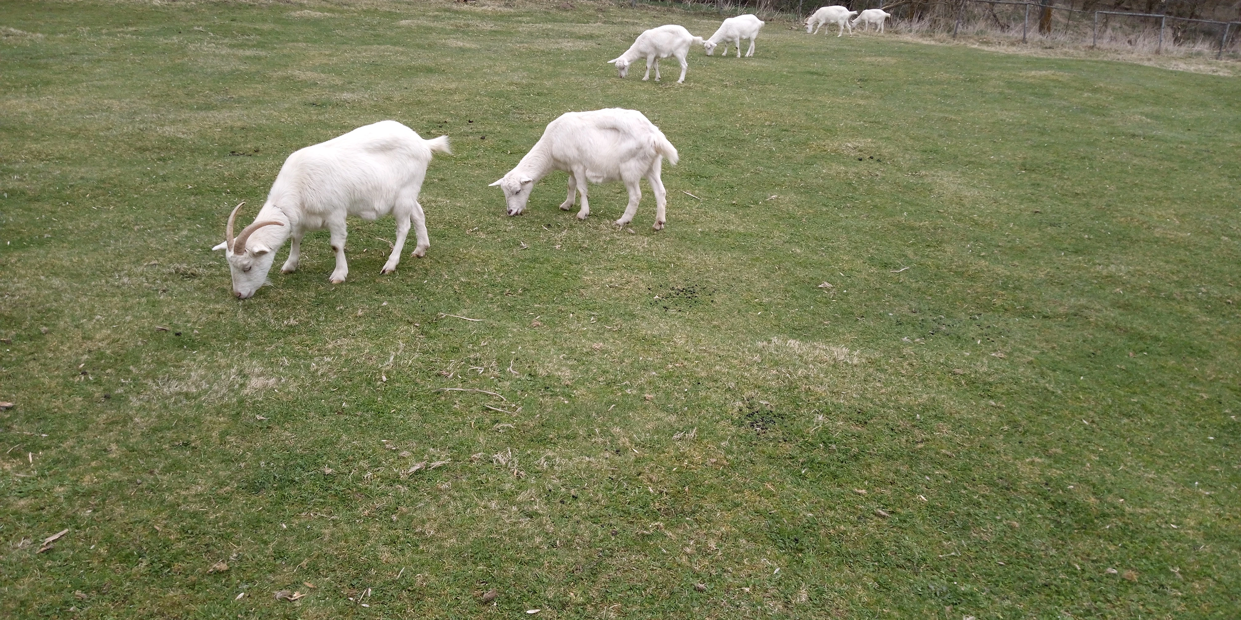 Koza bílá krátkosrstá