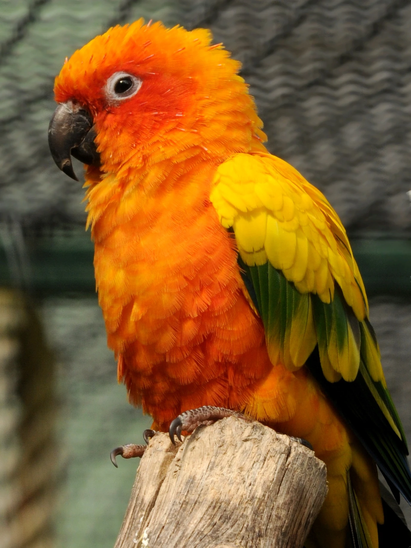 Ručně dokrmené mládě