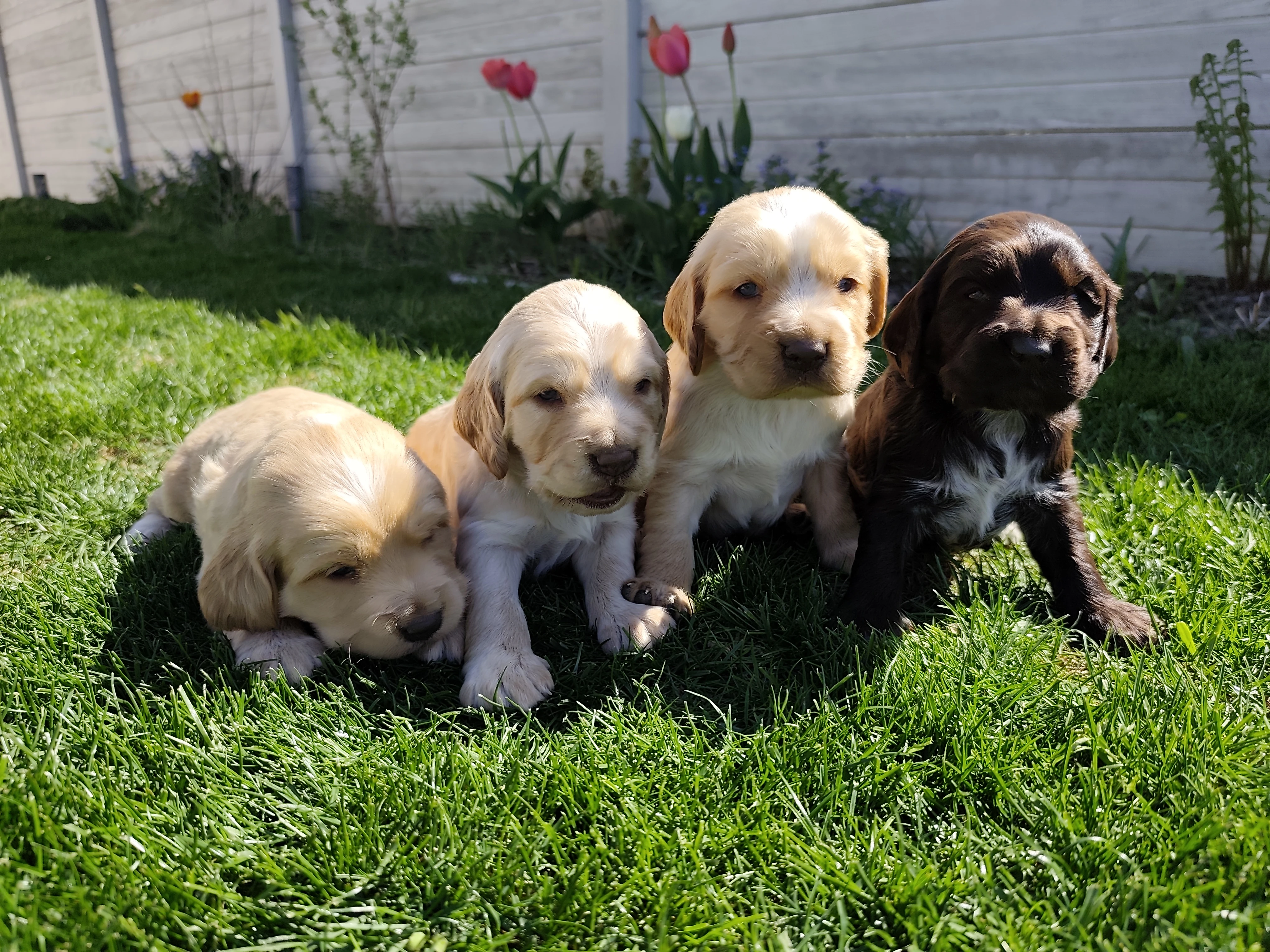 Německý křepelák s PP