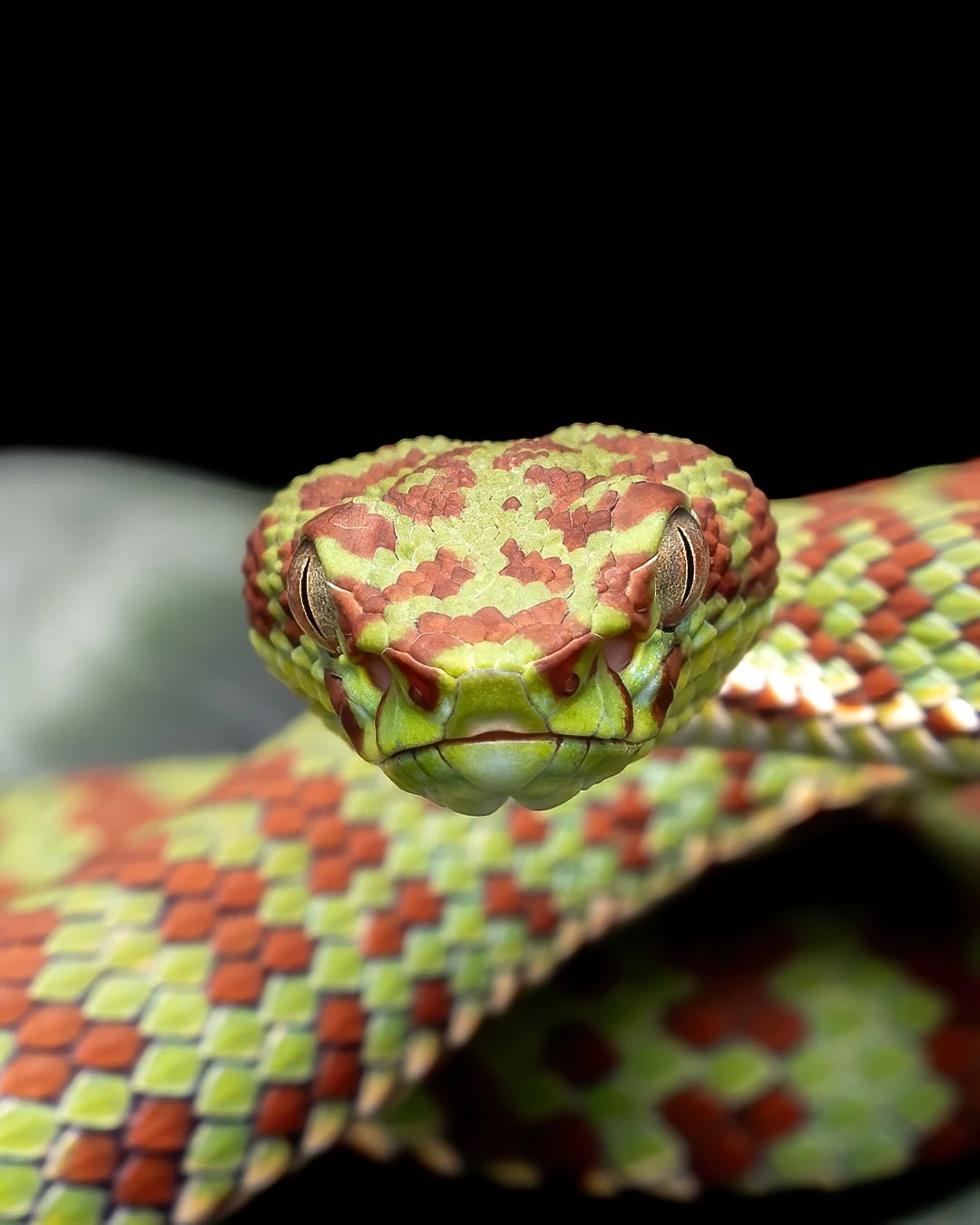 Trimeresurus venustus