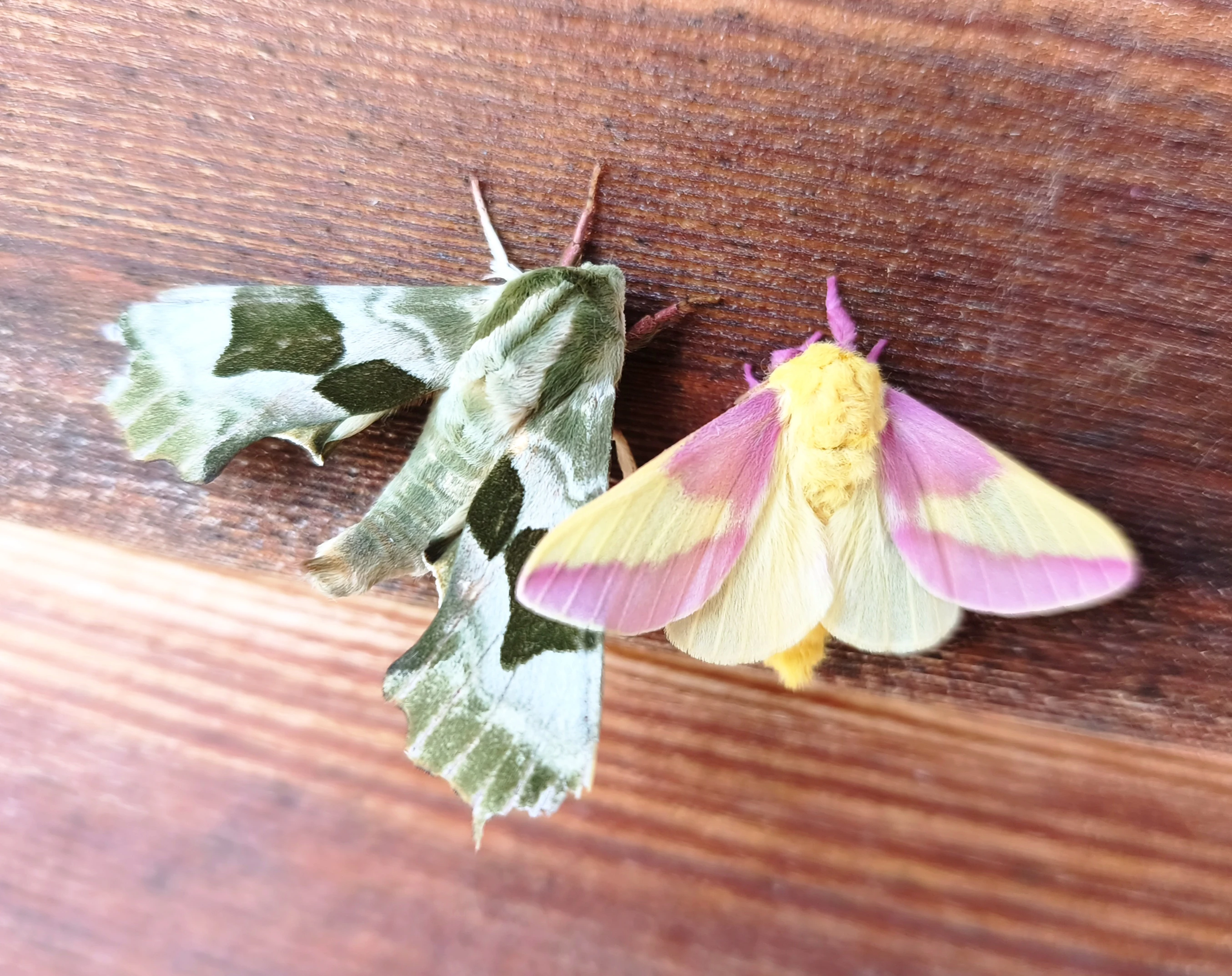 Rosy Maple moth