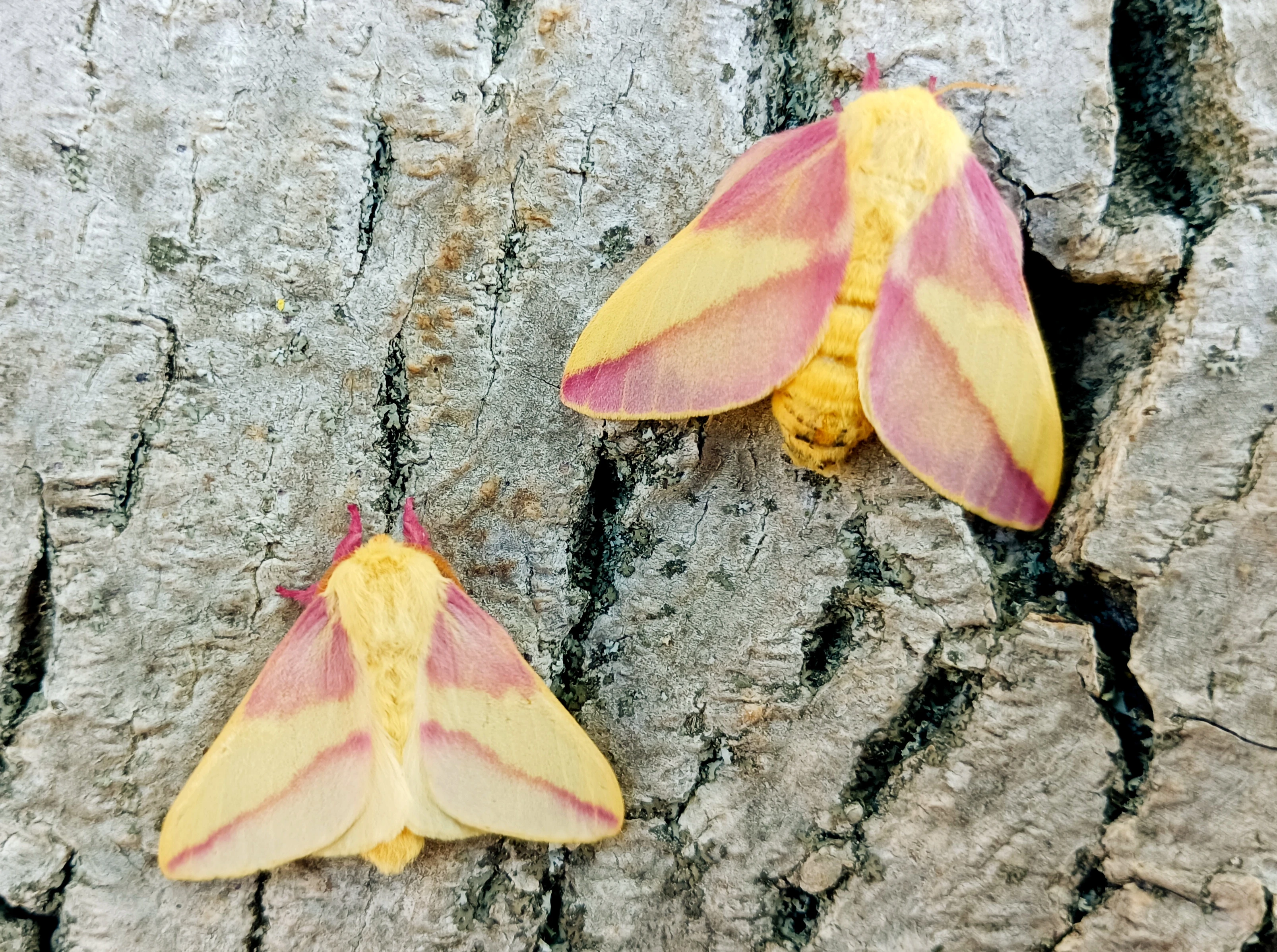 Rosy Maple moth