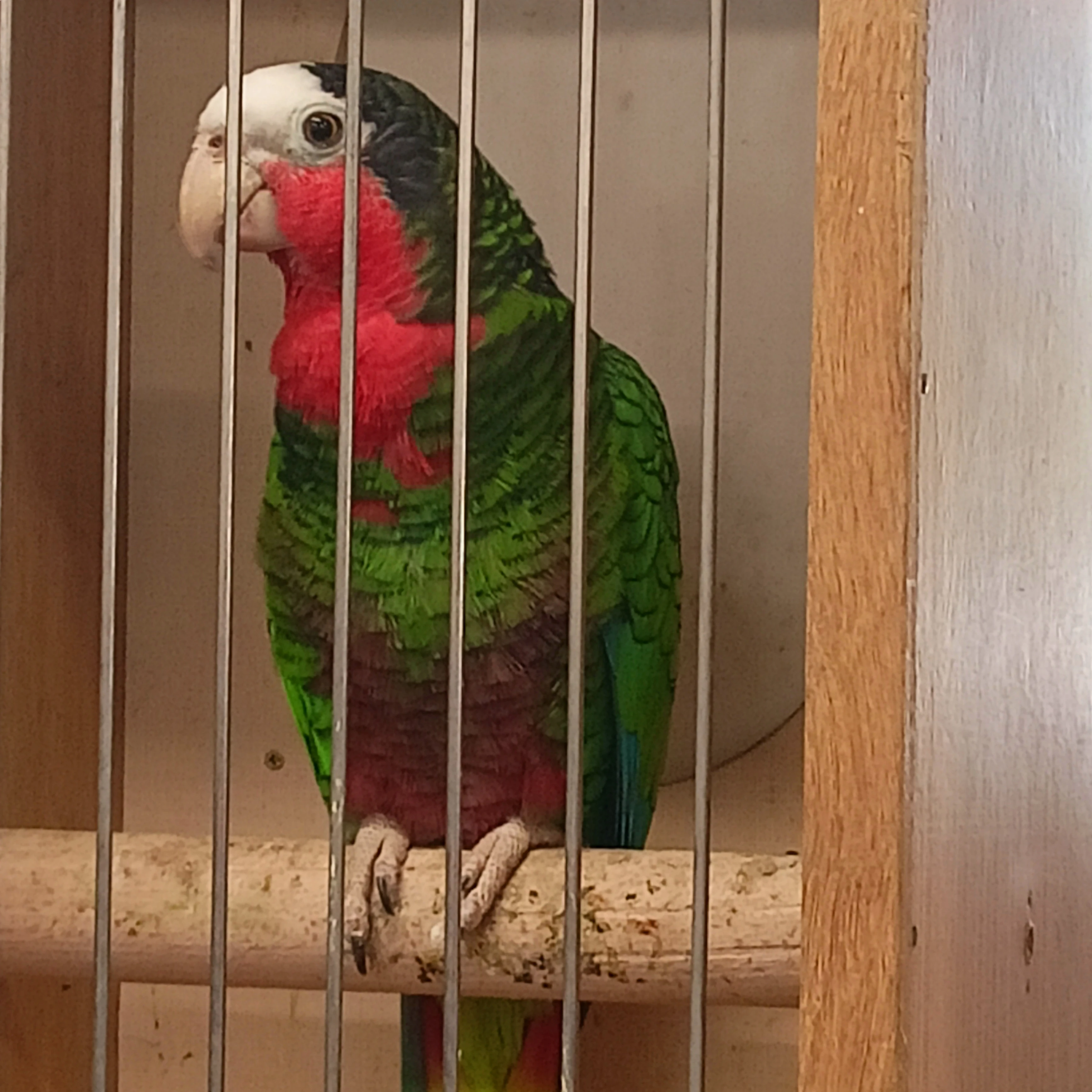 Amazoňan kubánský