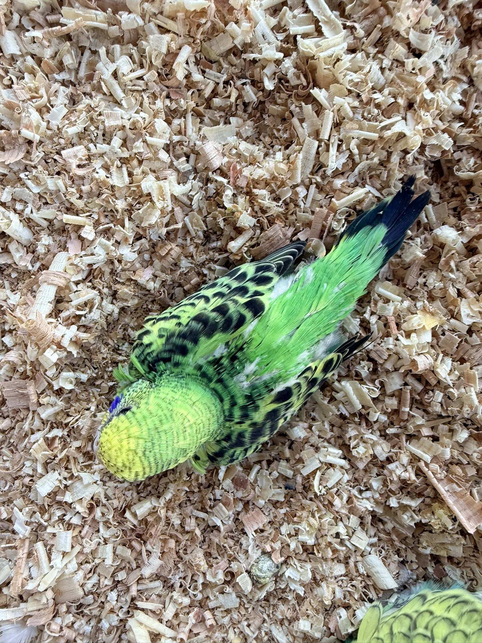 Nabízím k rezervaci mladé andulky vlnkované