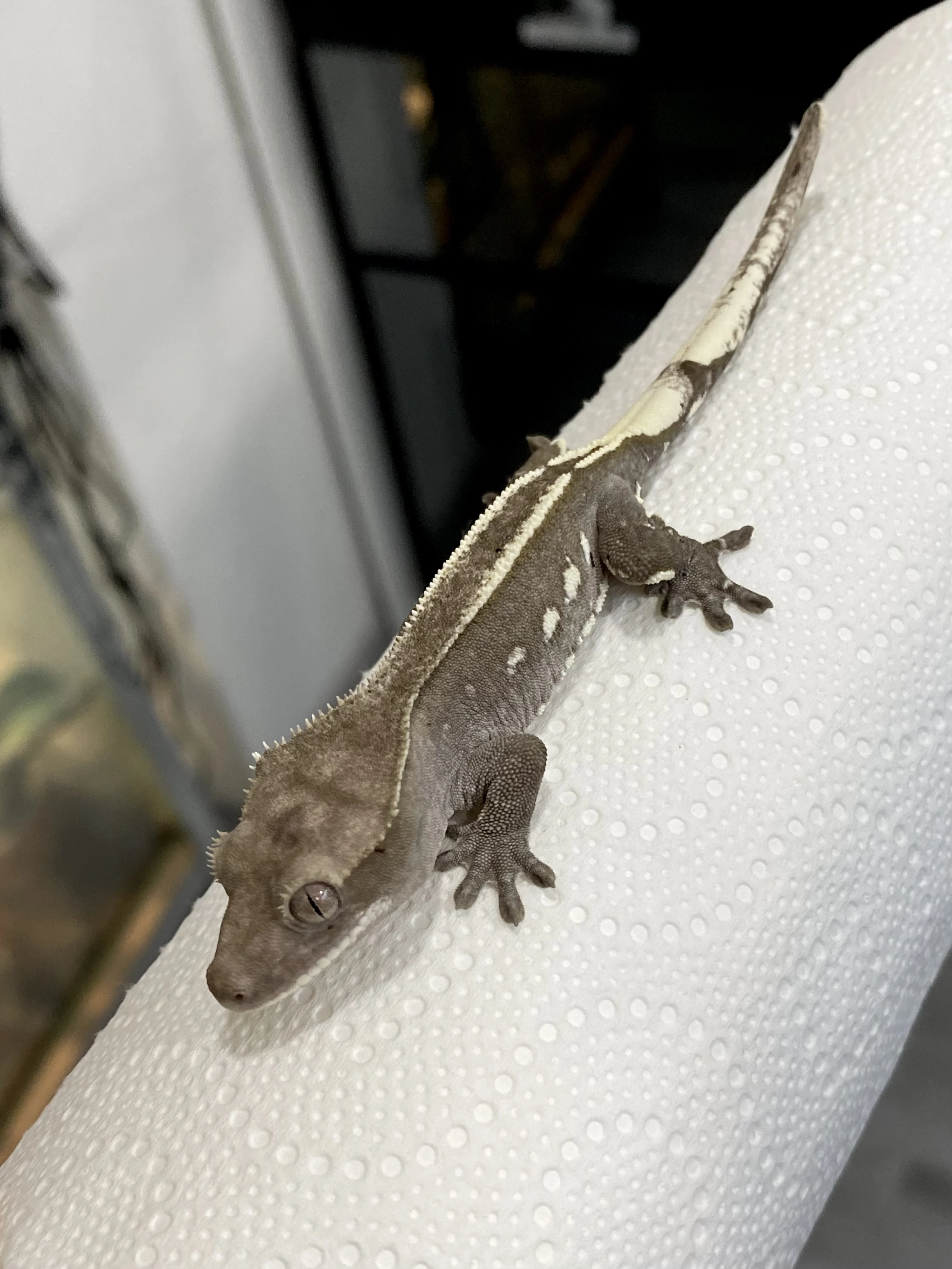 C. Ciliatus axanthic