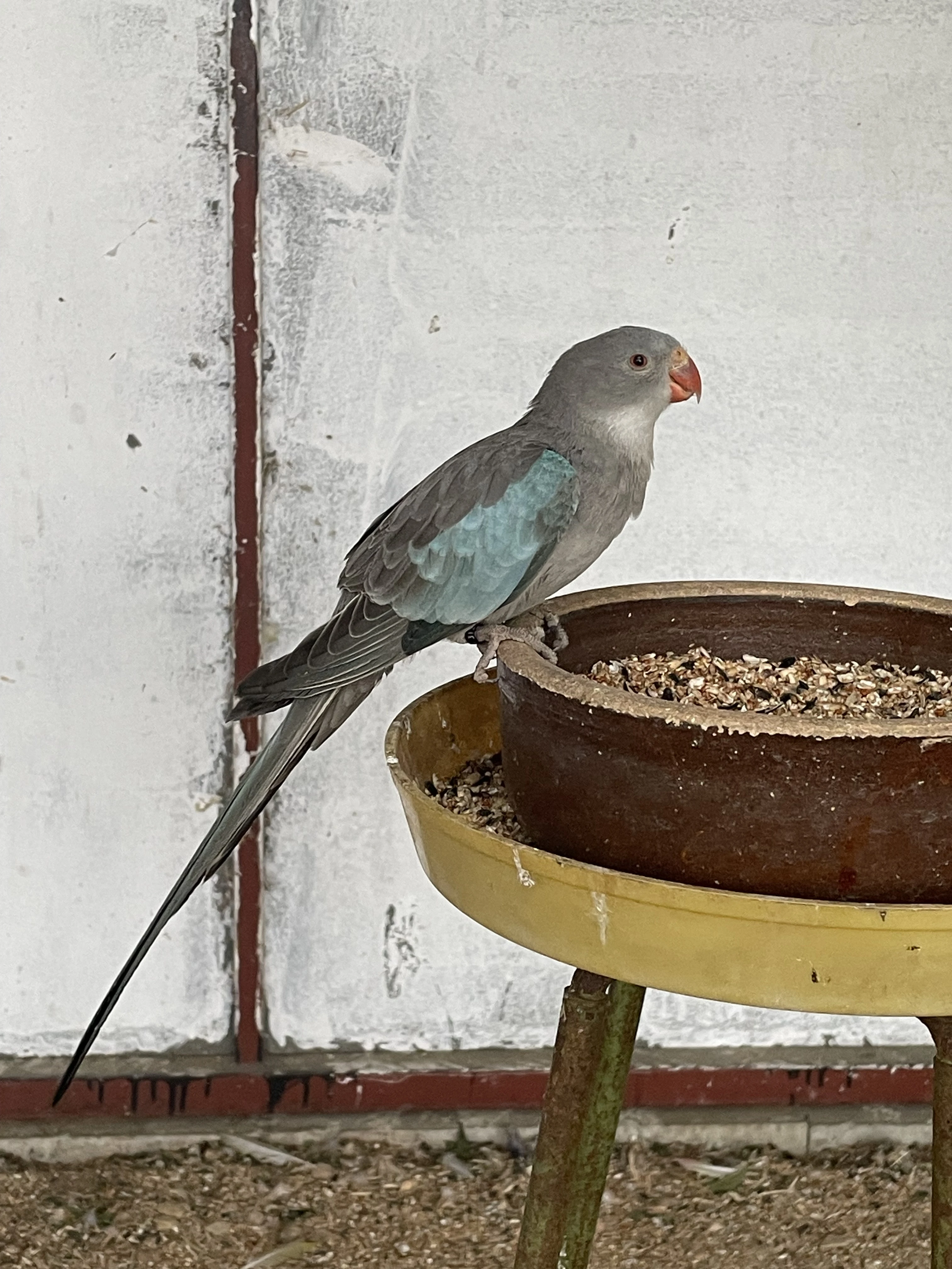 Papoušek Alexandřin