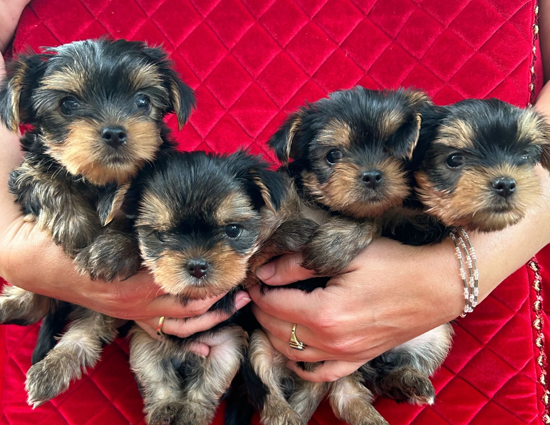 Jorkšírský teriér s PP FCI štěňátka k rezervaci