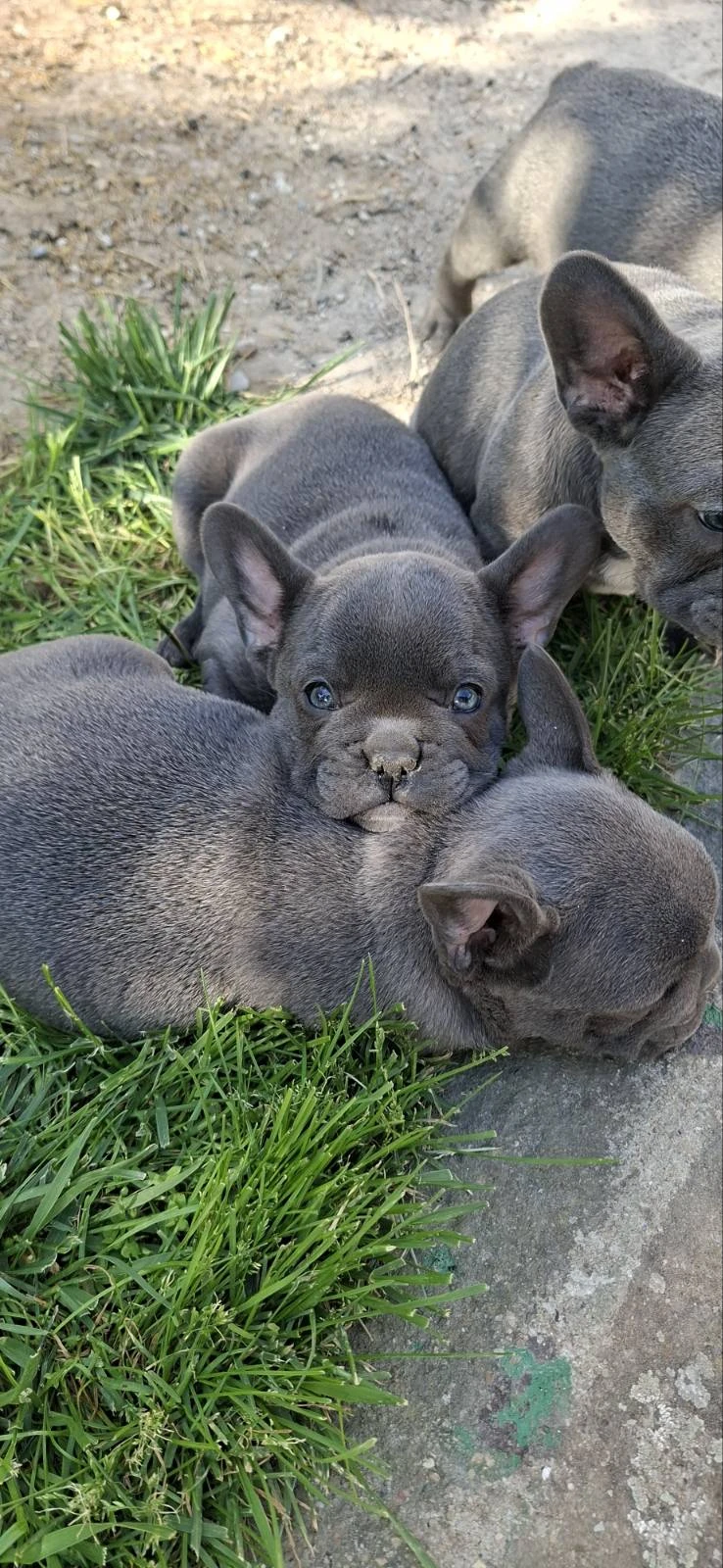 Francouzský buldoček štěňata sky blue