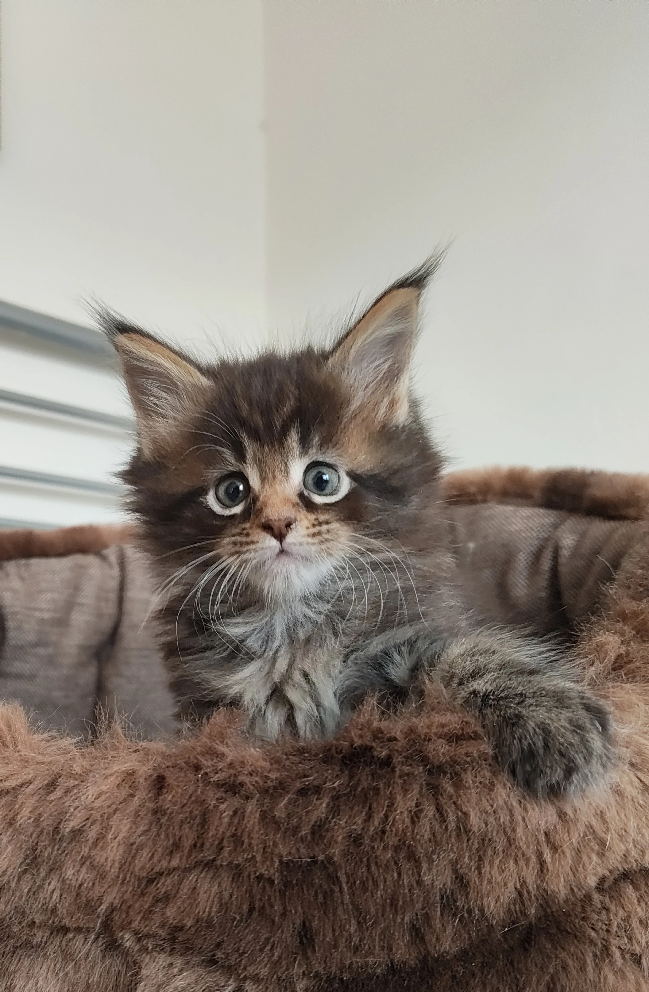 Mainská mývalí koťátka, poly i non-poly