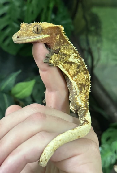 Pagekon řasnatý Dark Base Extreme Harlequin