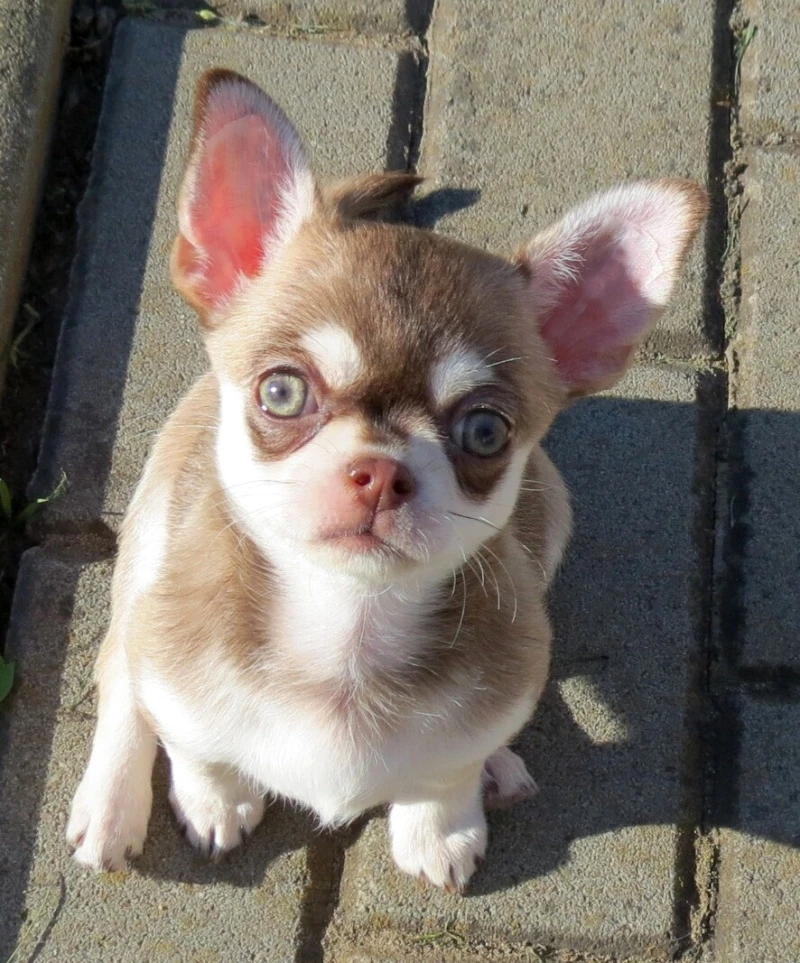 Čivava krátkosrstá s PP