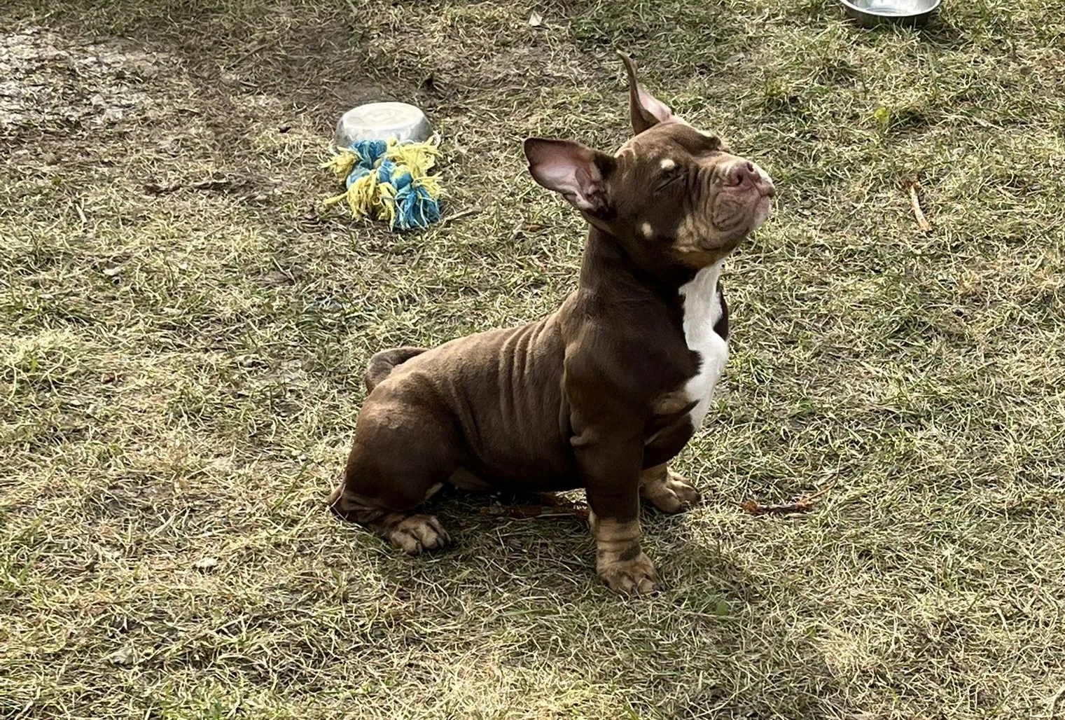 American Bully Micro