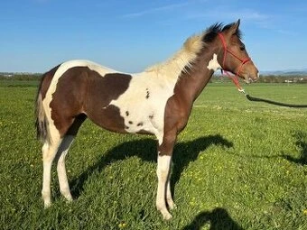 American Paint Horse