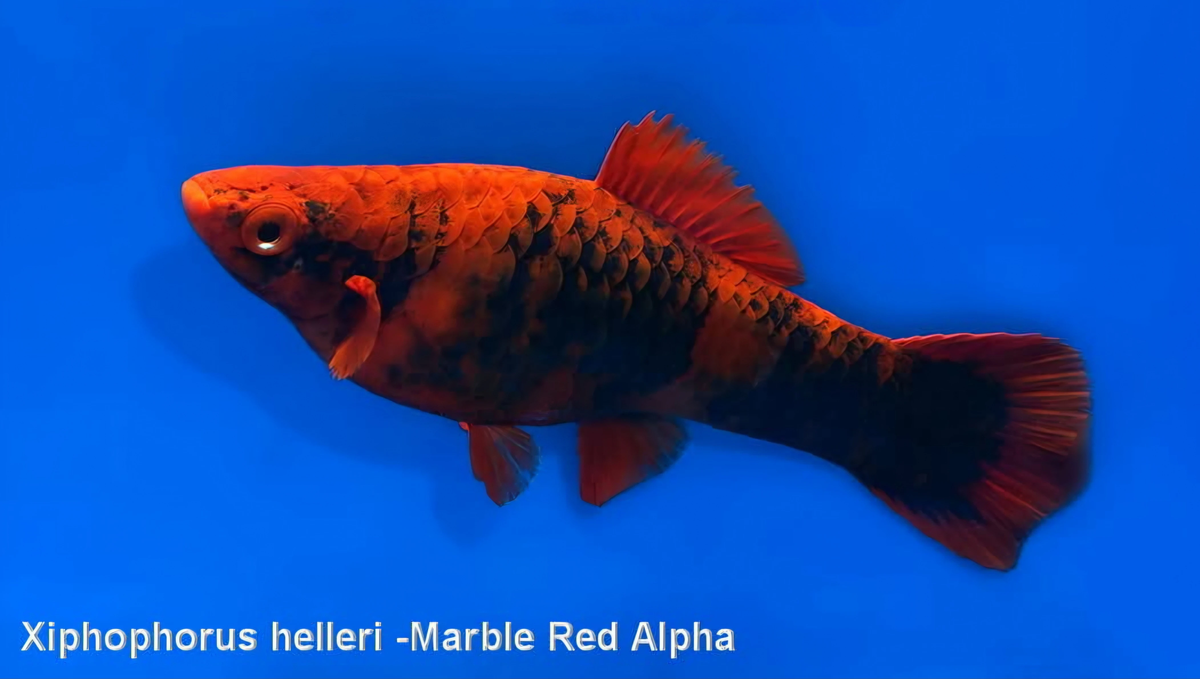 Mečovky Red Alpha