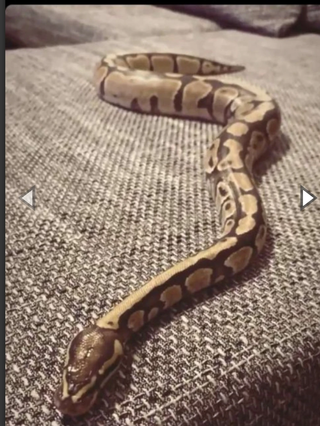Krajta královská terárium s výbavou