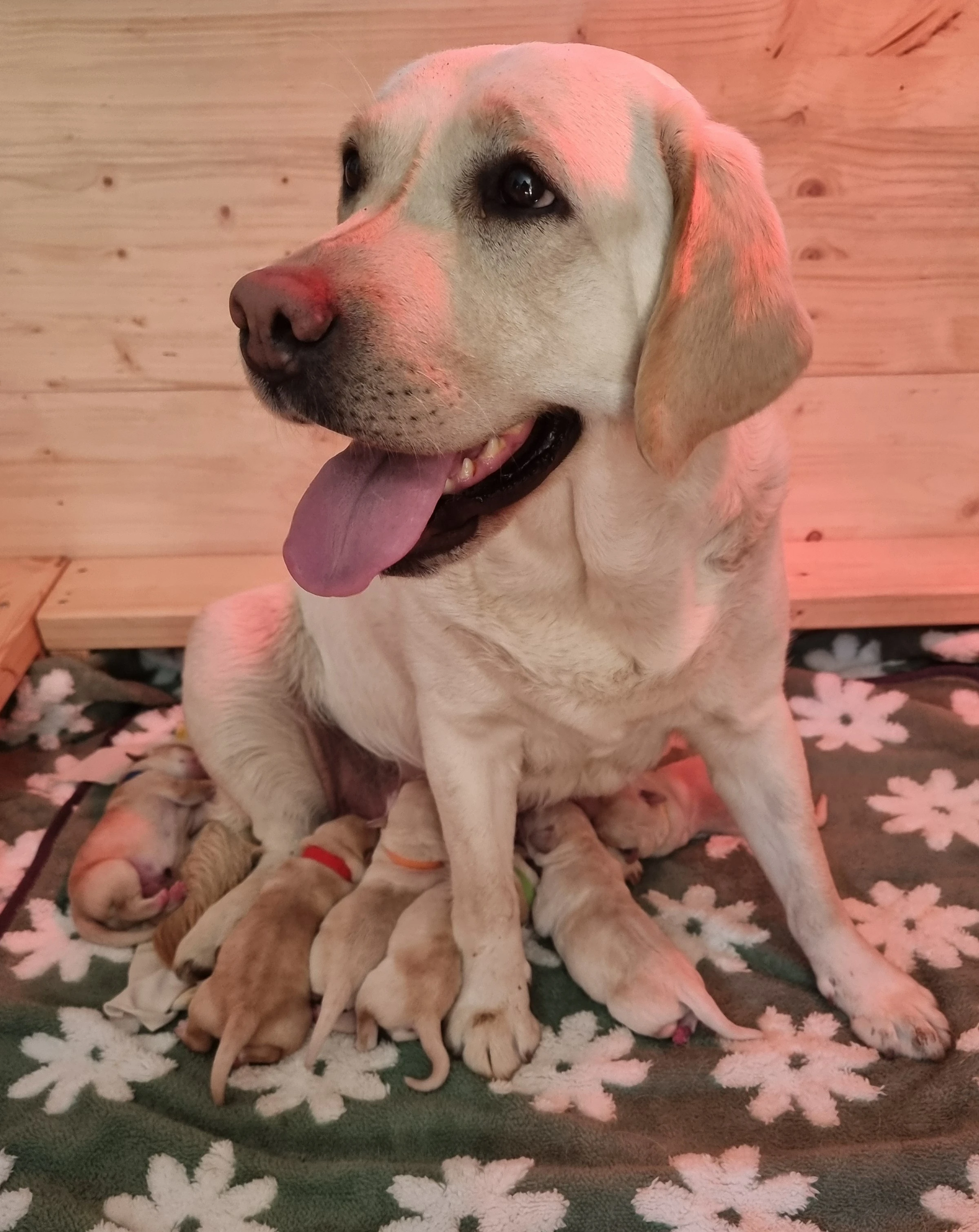 Labradorský retrívr - žlutá štěňátka s PP
