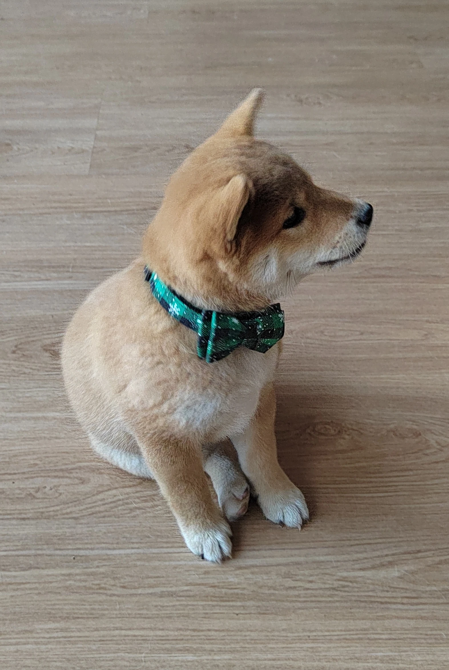 Štěně Shiba s PP FCI