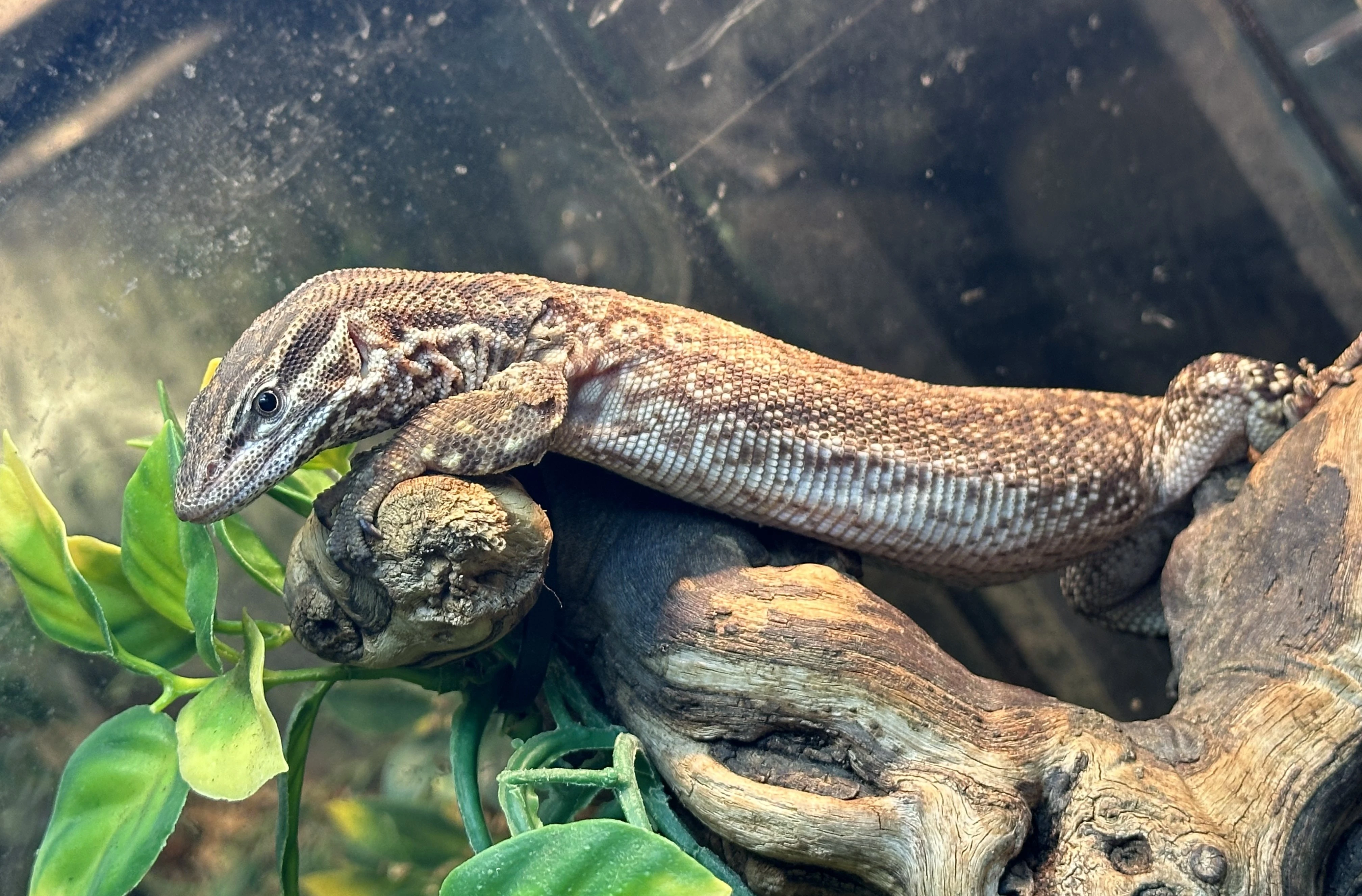 Sháním varanus acanthurus (varan ostnoocasý)