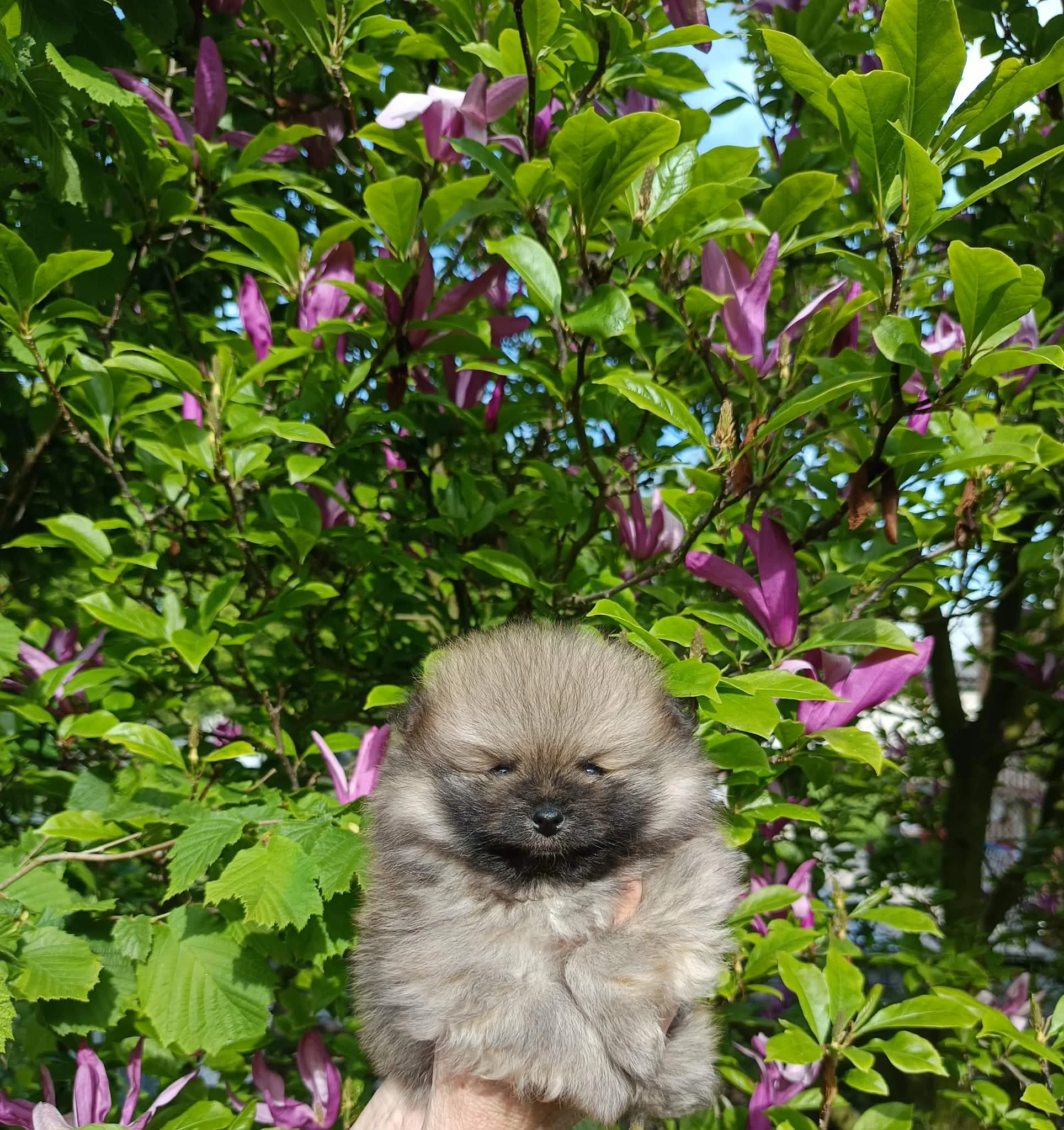 Pomeranian