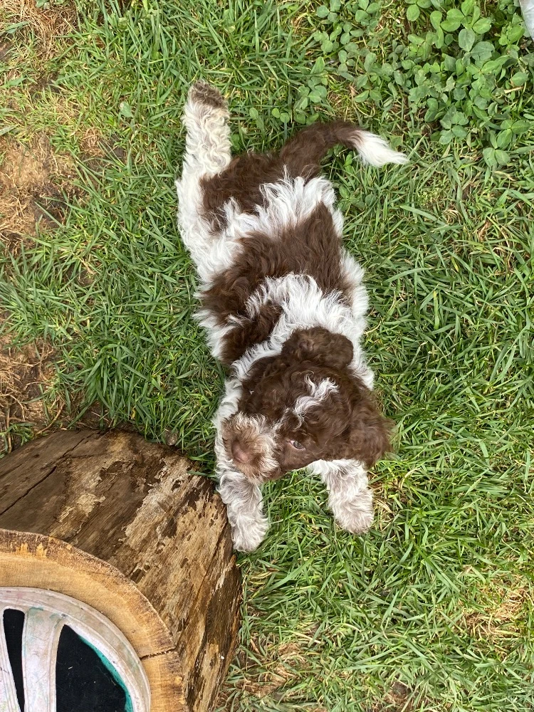 Lagotto Romagnolo s PP