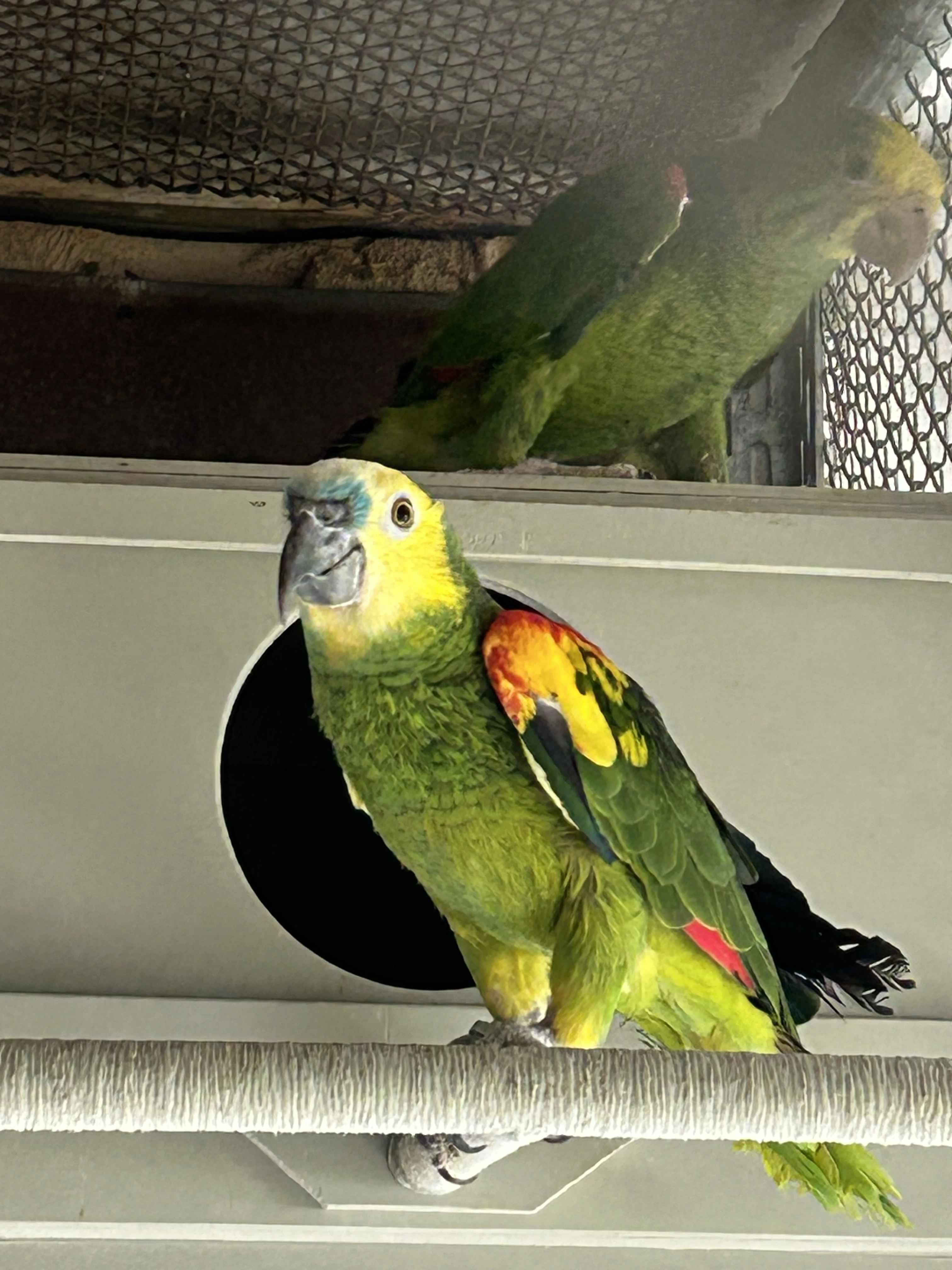 Amazonan