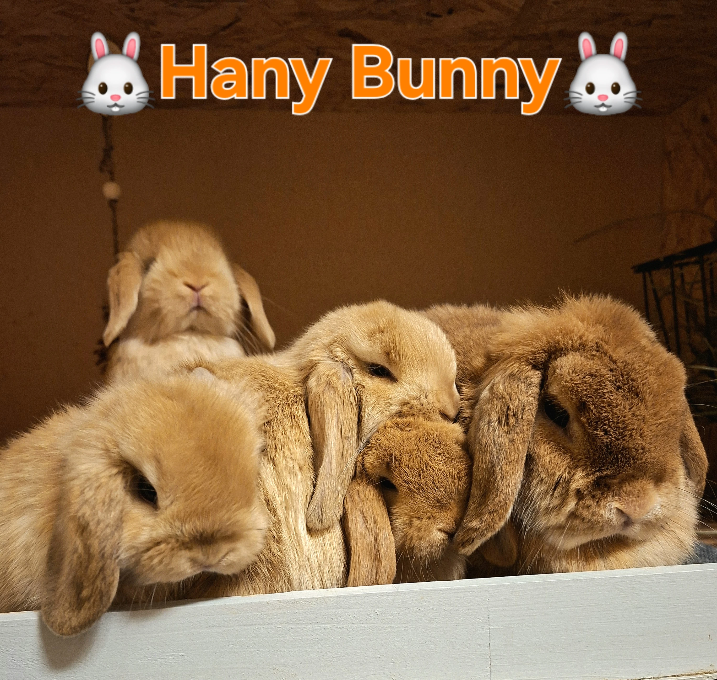 Kraličci Mini Lop