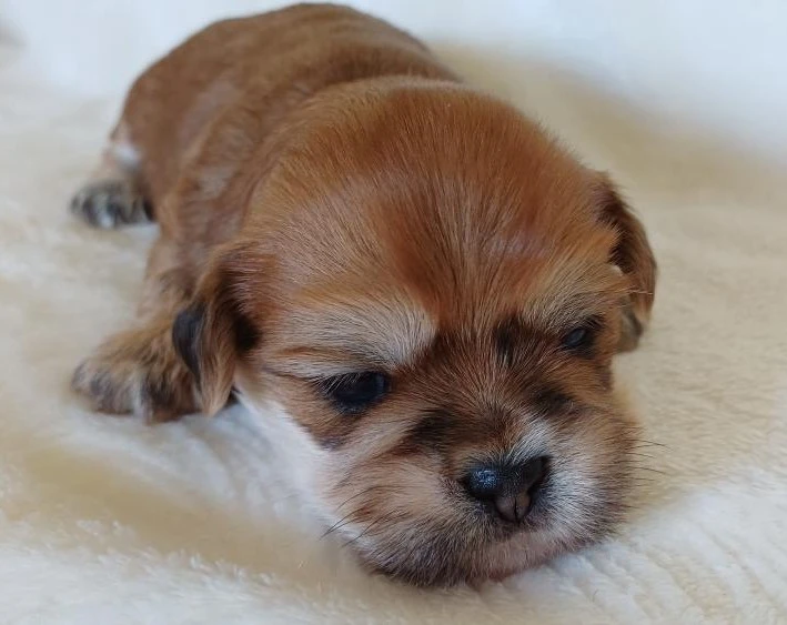 Lhasa Apso štěňata s PP