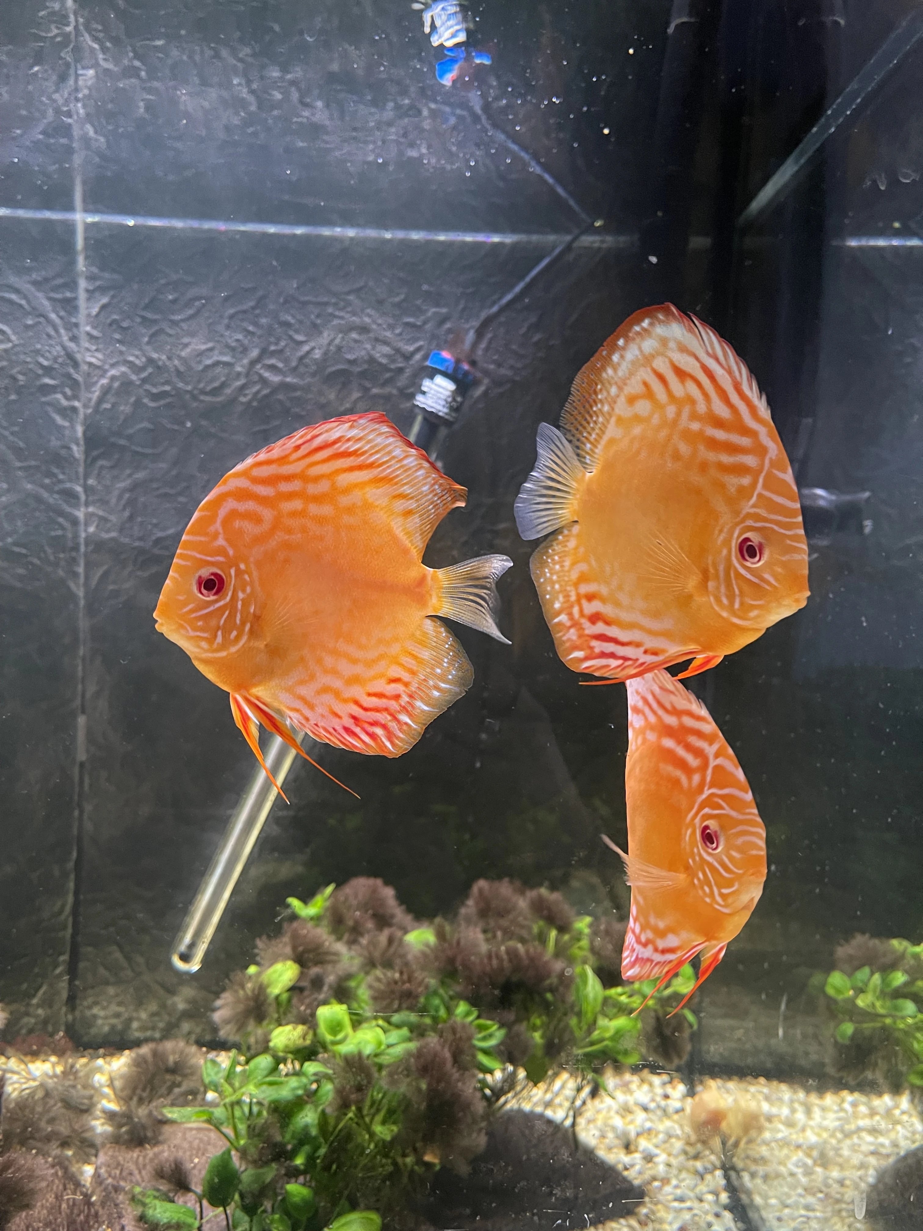 8 kusu