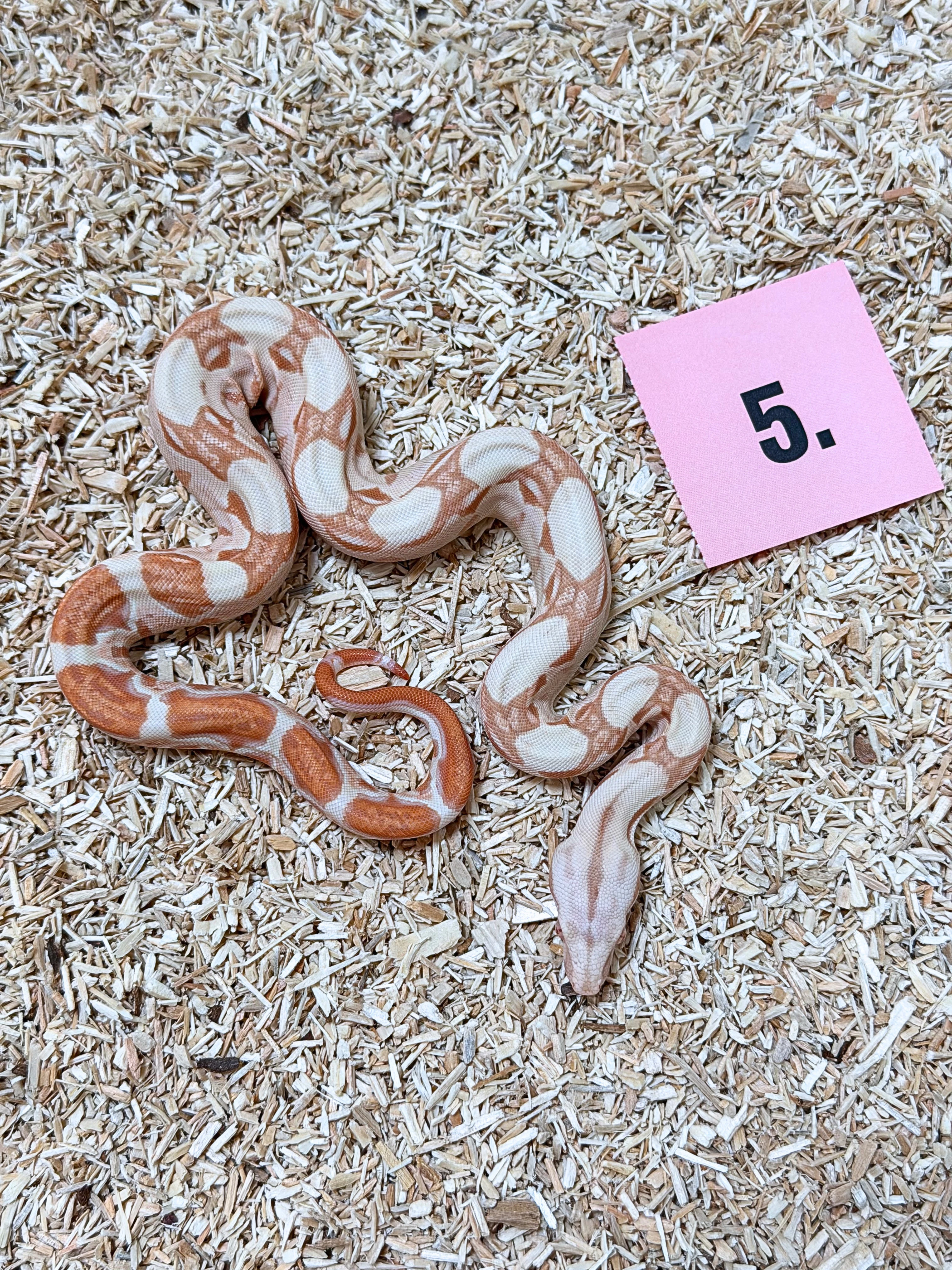 Hroznys kralovsky Albino het Snow Kahl