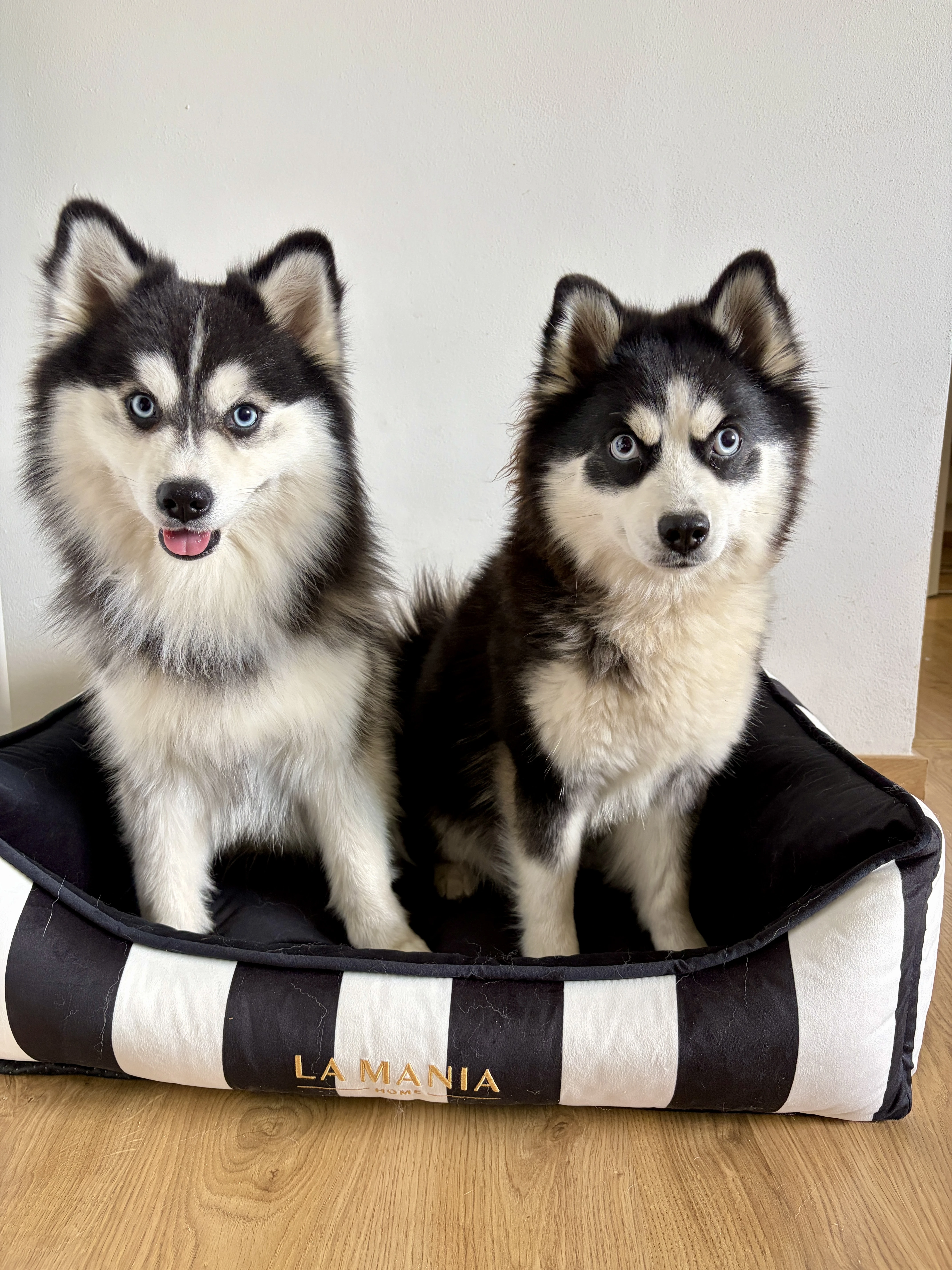 Pomsky štěňata