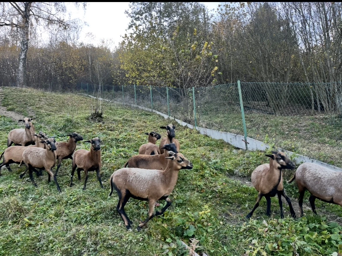 Predam kamerunske ovce