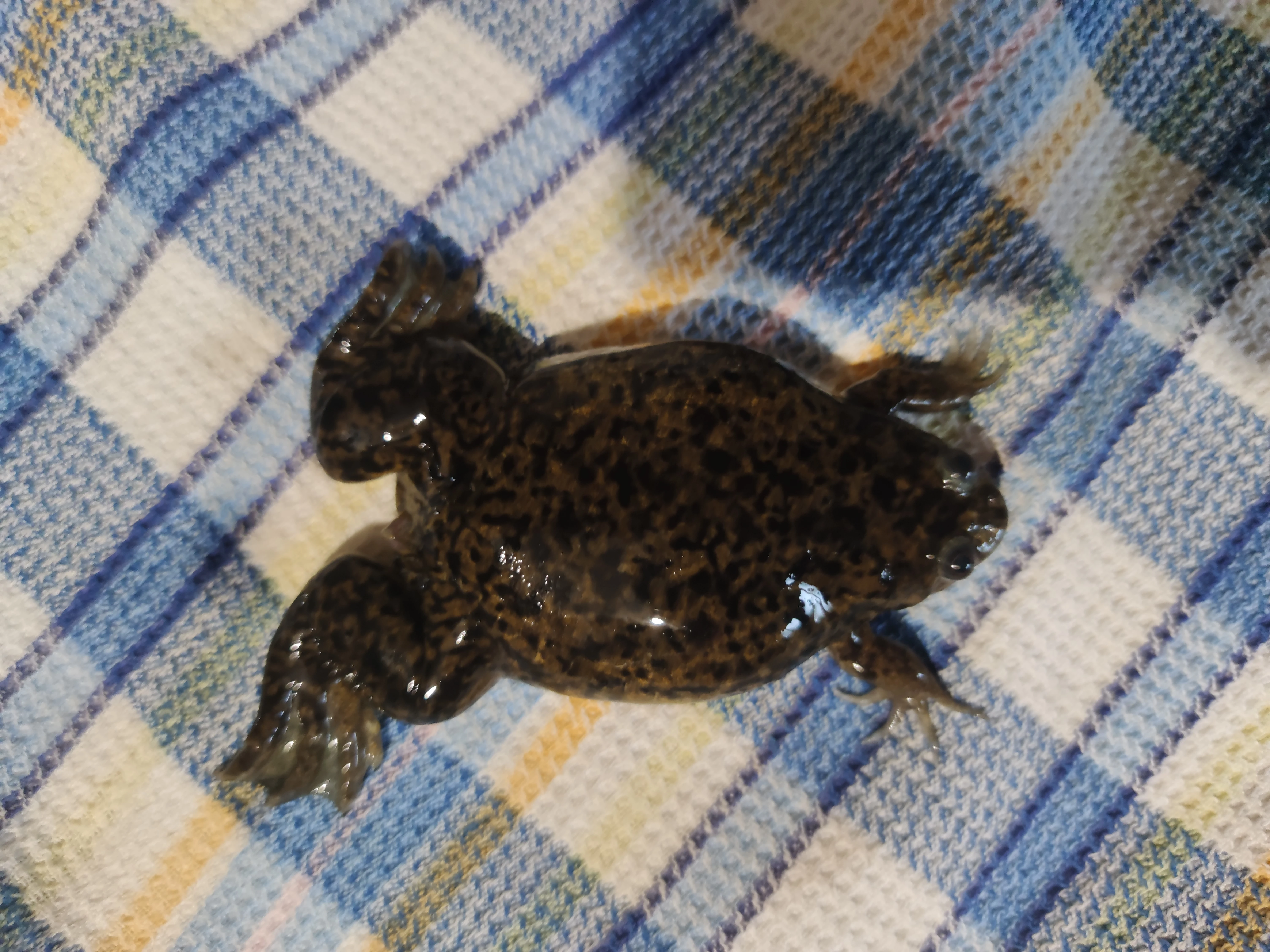 Xenopus Laevis - drápatka vodní  5ks daruji