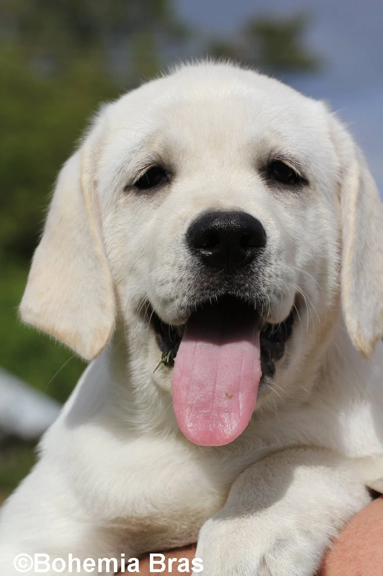 Labrador retriever – bílá holčička Sněženka