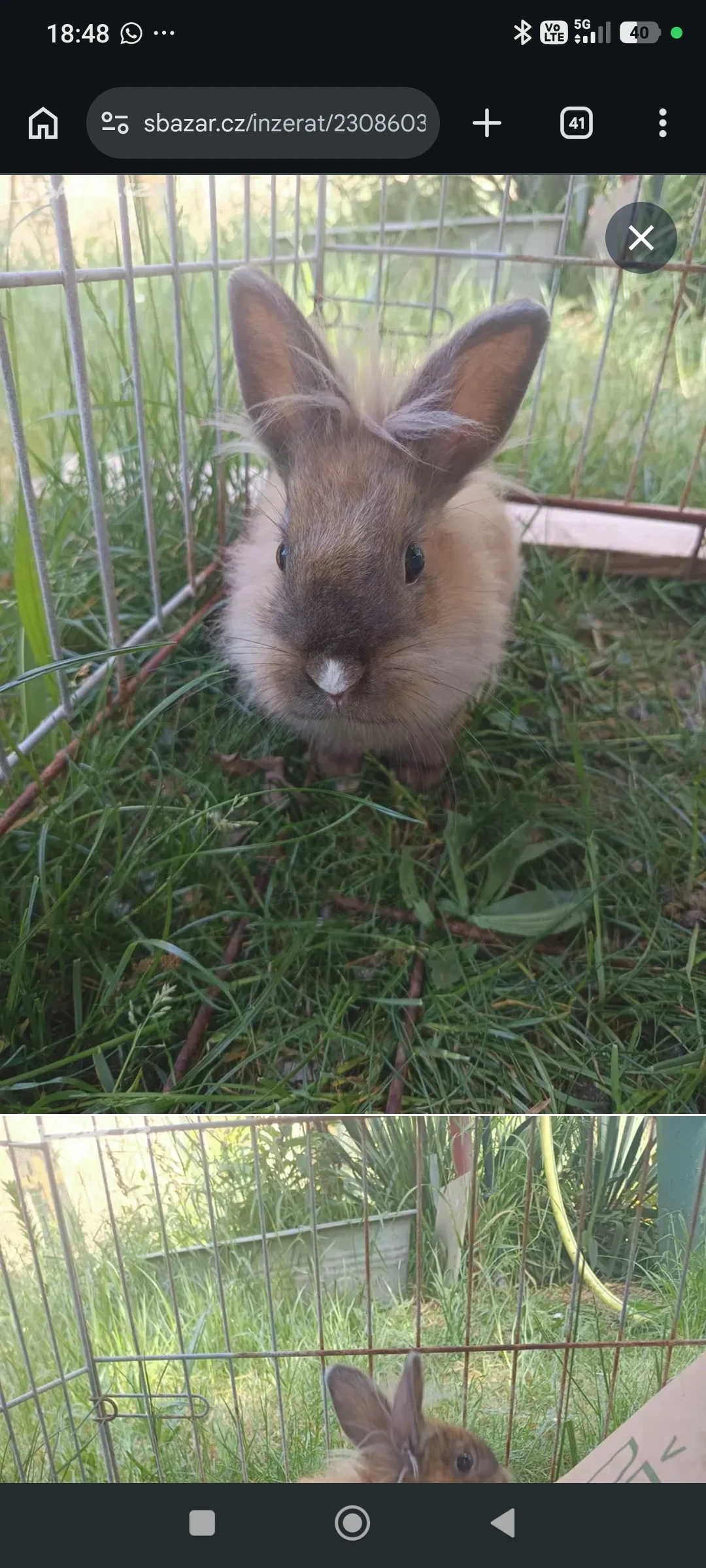Zakrslí králíčci